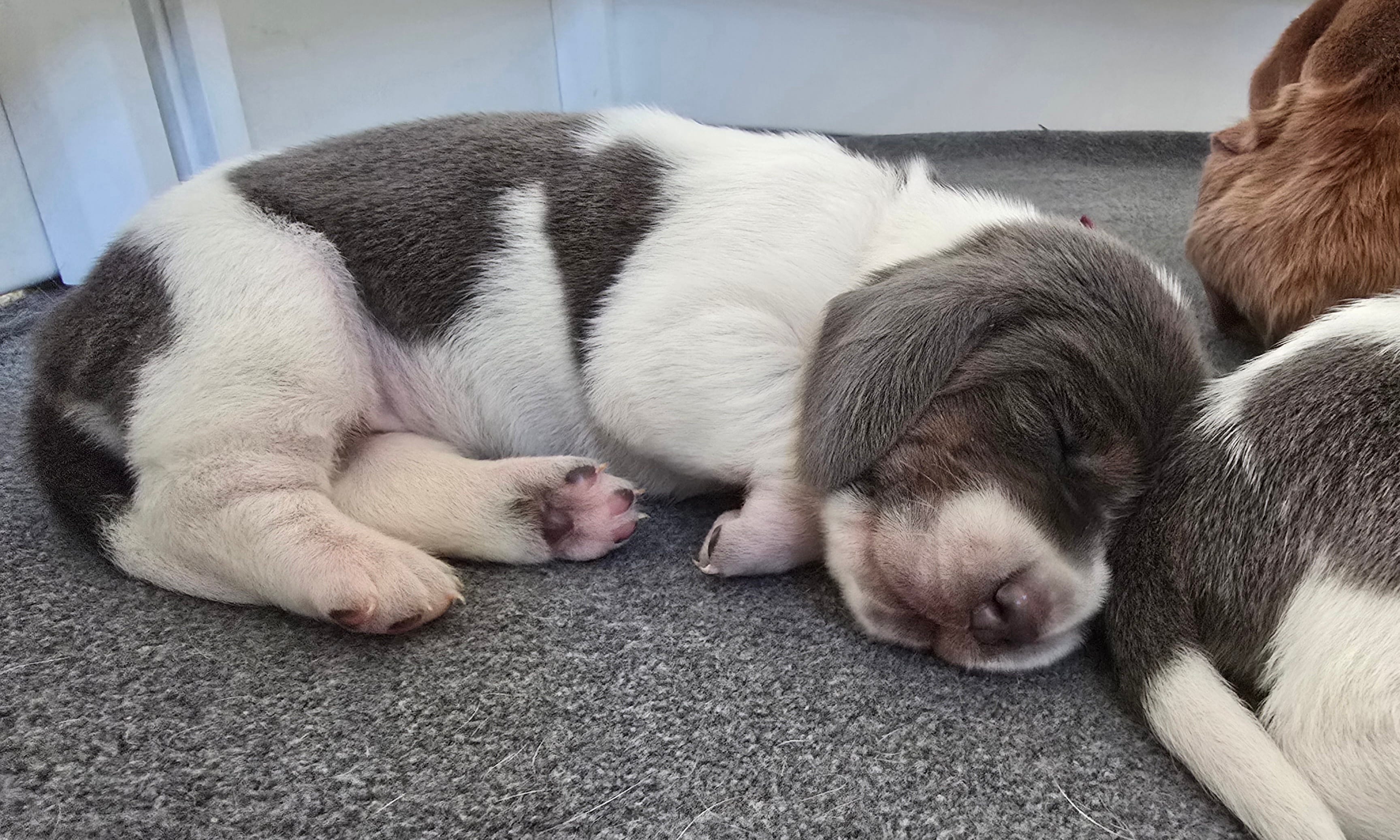 AKC Iris burgundy collar – Basset Hound puppy for sale in Bergen, NY