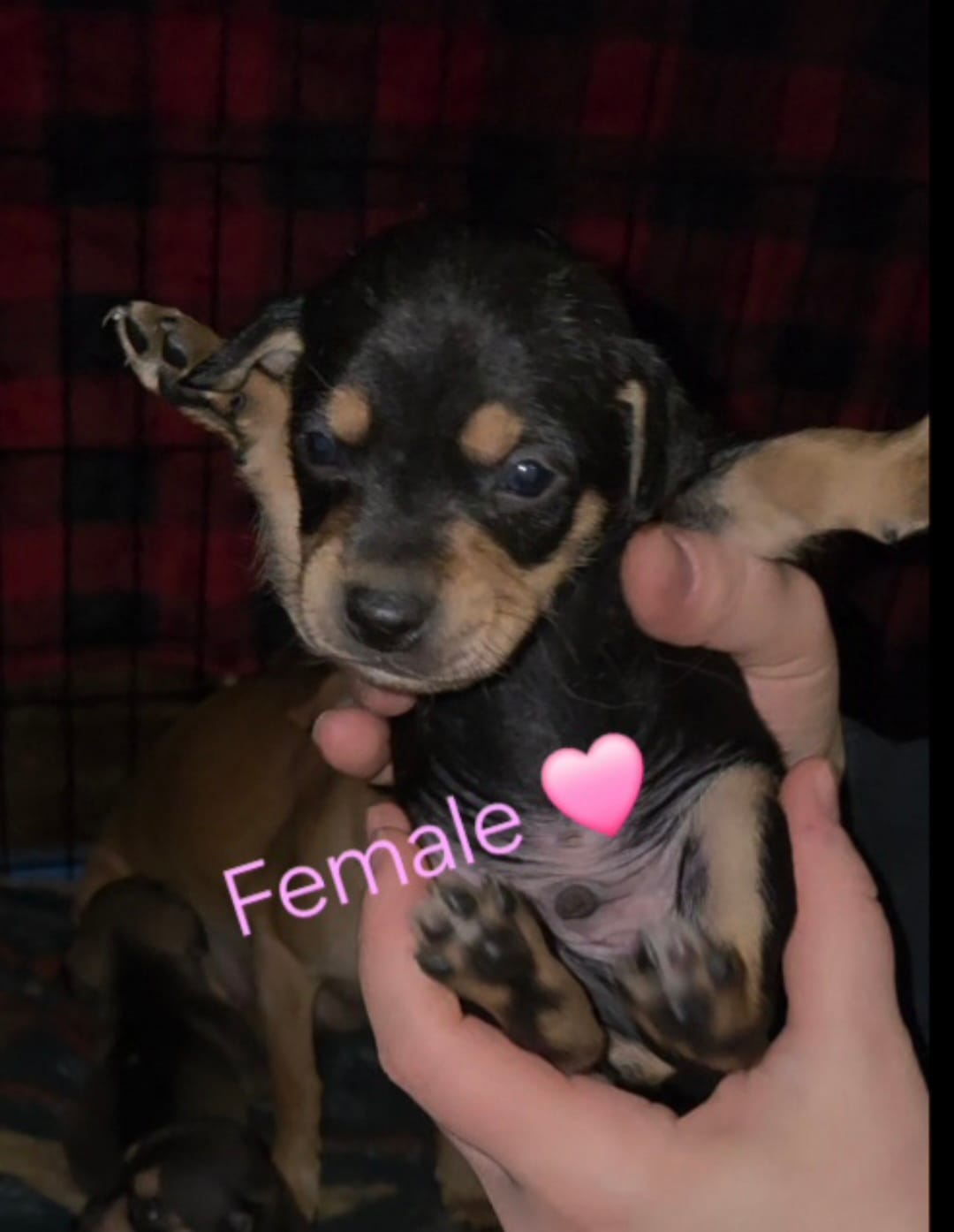 Jewel – Chihuahua, Miniature Pinscher puppy for sale in Glendive, MT