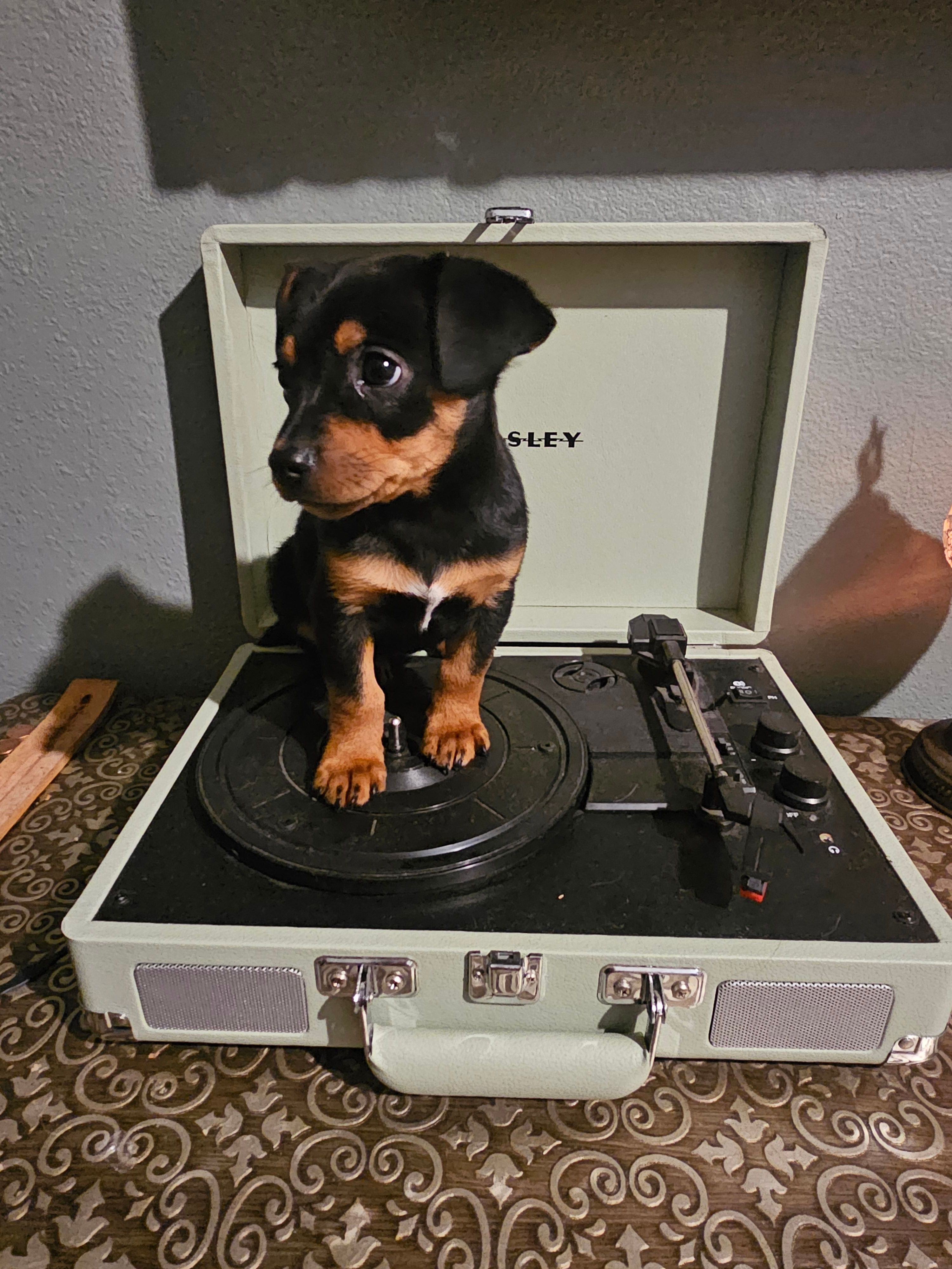 jinx – Chihuahua, Miniature Pinscher puppy for sale in Modesto, CA