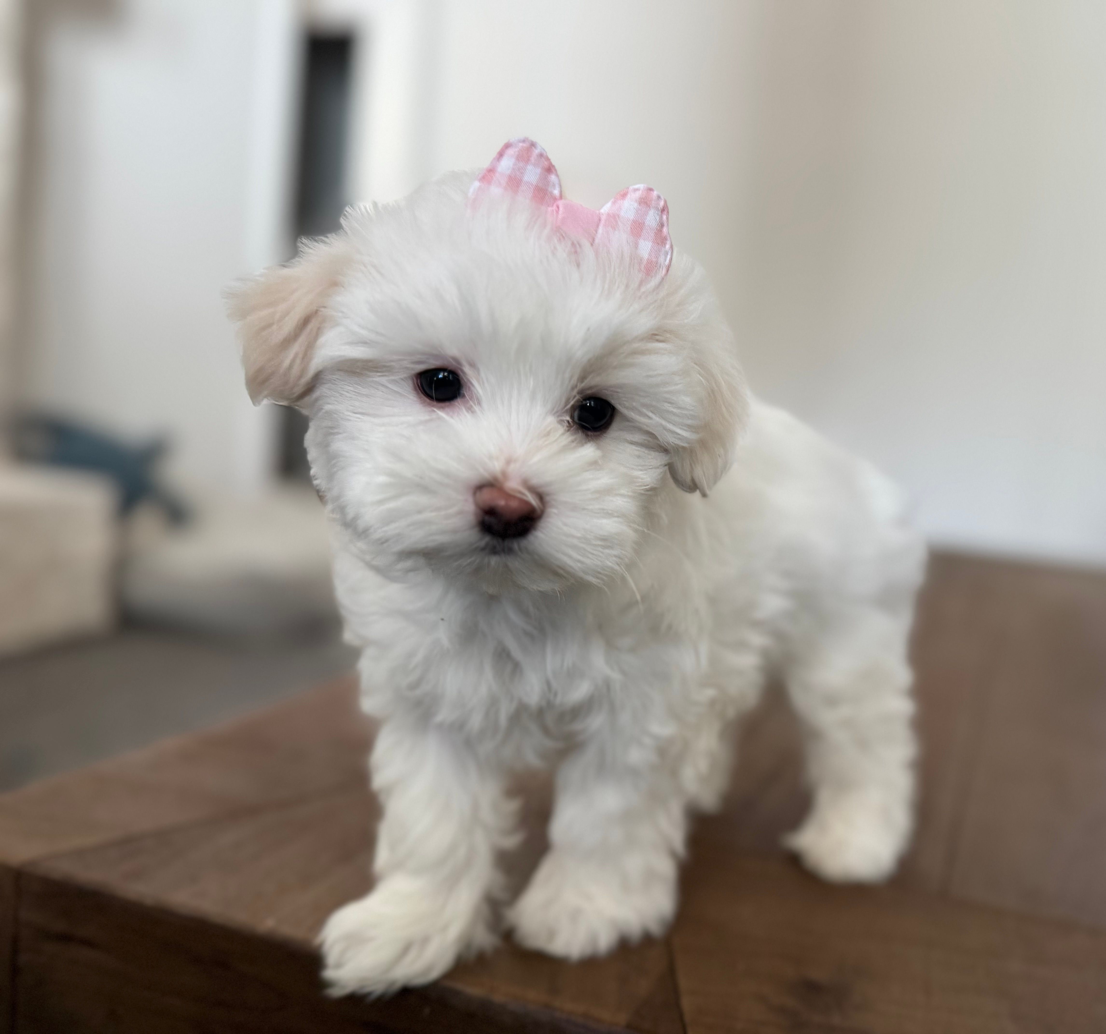 Petunia – Maltipoo puppy for sale in Williamsburg, VA