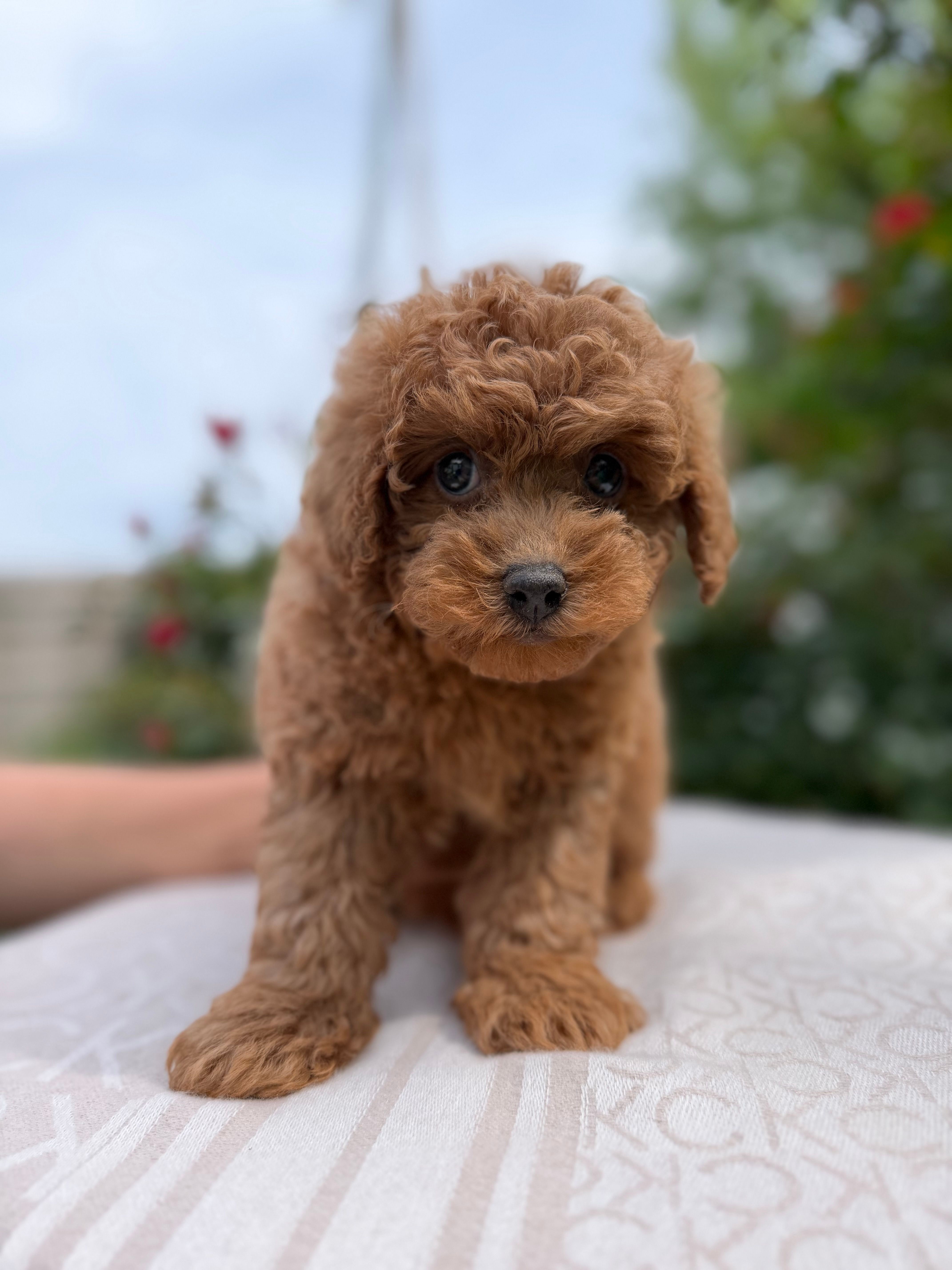 Cavapoo – Cavapoo puppy for sale in Williamsburg, VA
