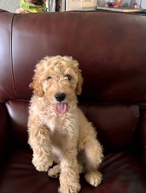 Simba – Goldendoodle puppy for sale in Tampa, FL