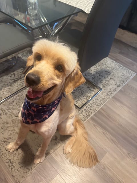 Biscuit – Goldendoodle puppy for sale in Tampa, FL