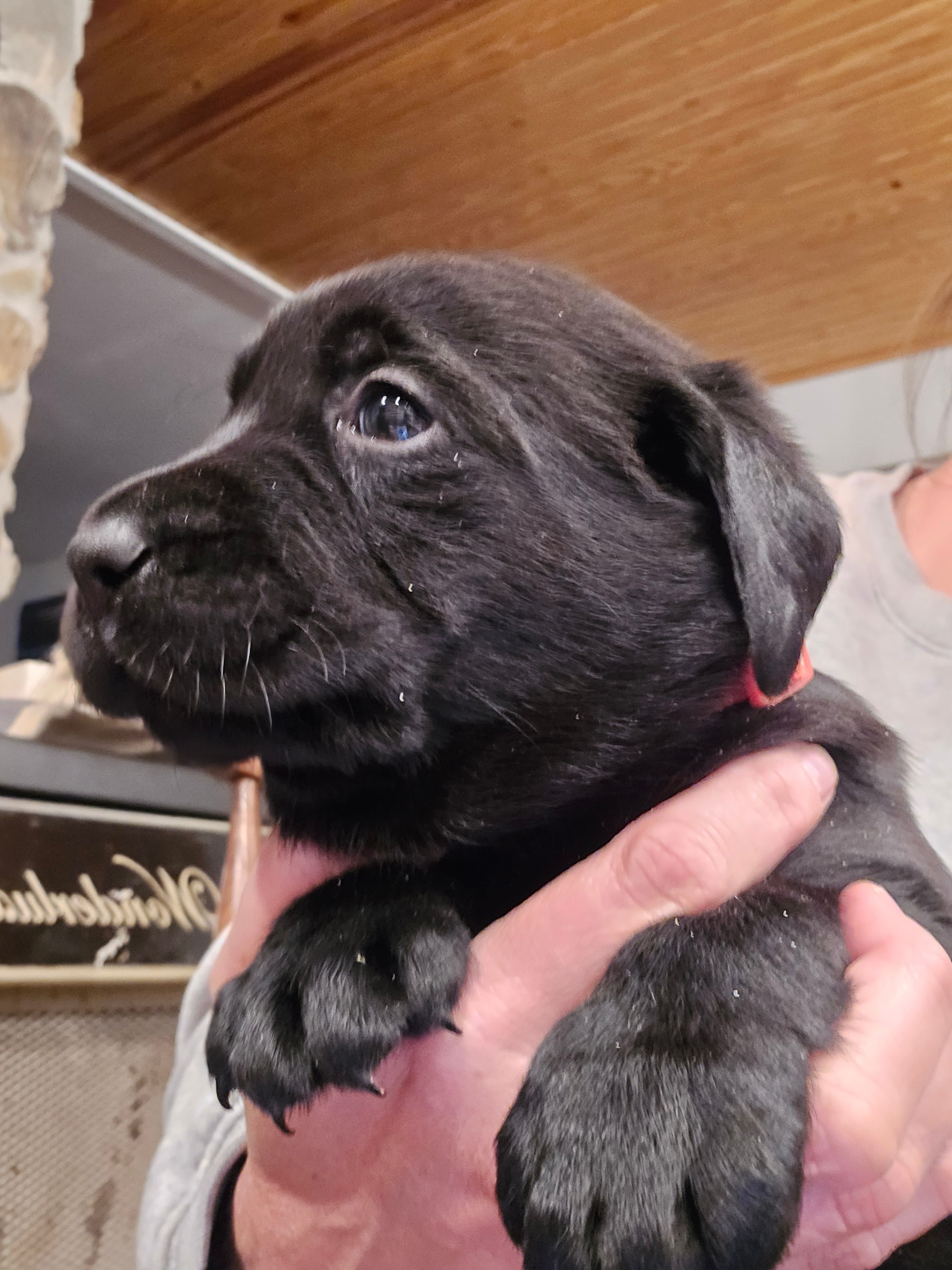 Onyx – Labrador Retriever puppy for sale in Appomattox, VA