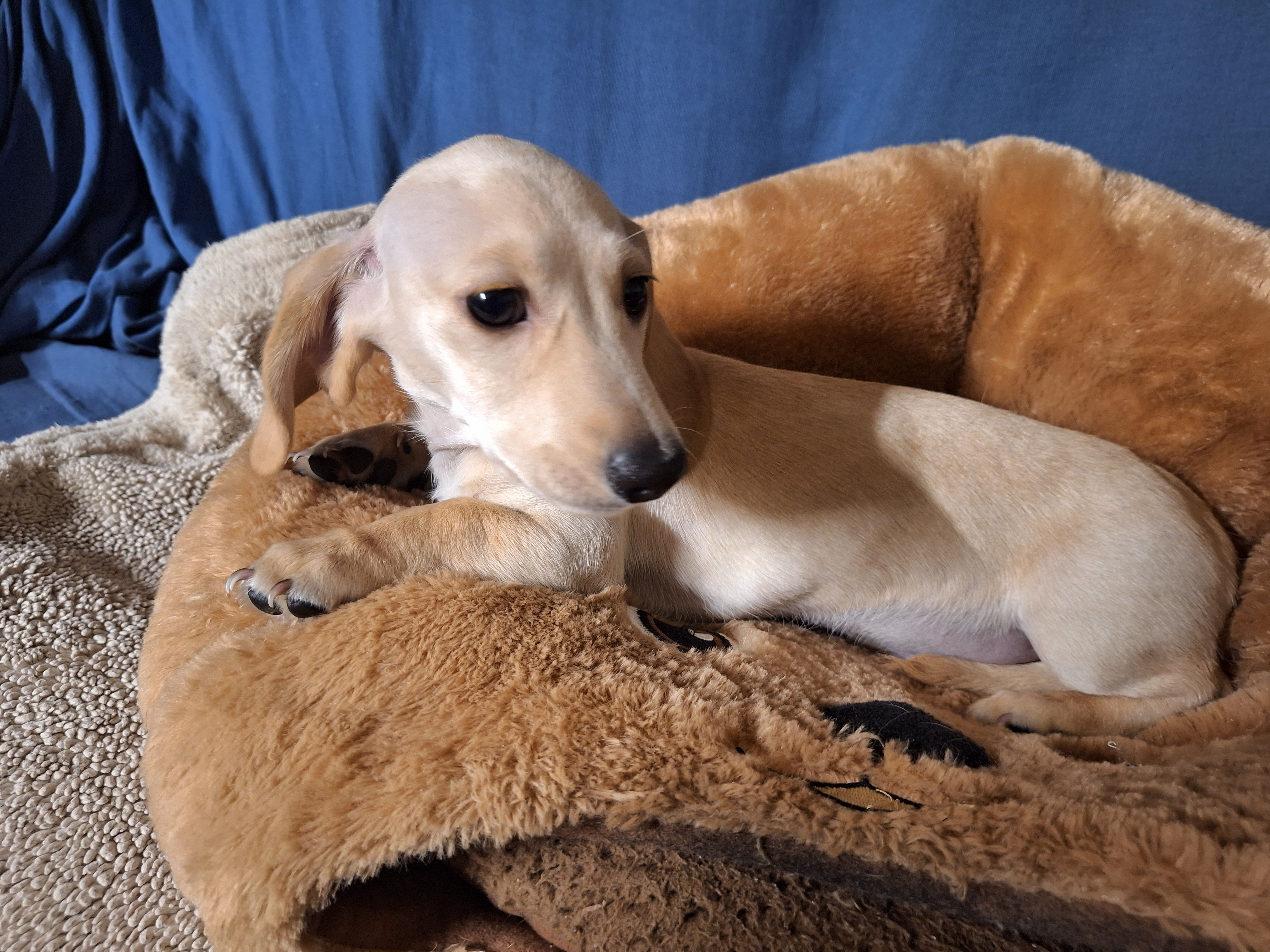 Creamy – Miniature Dachshund puppy for sale in Bristol, TN