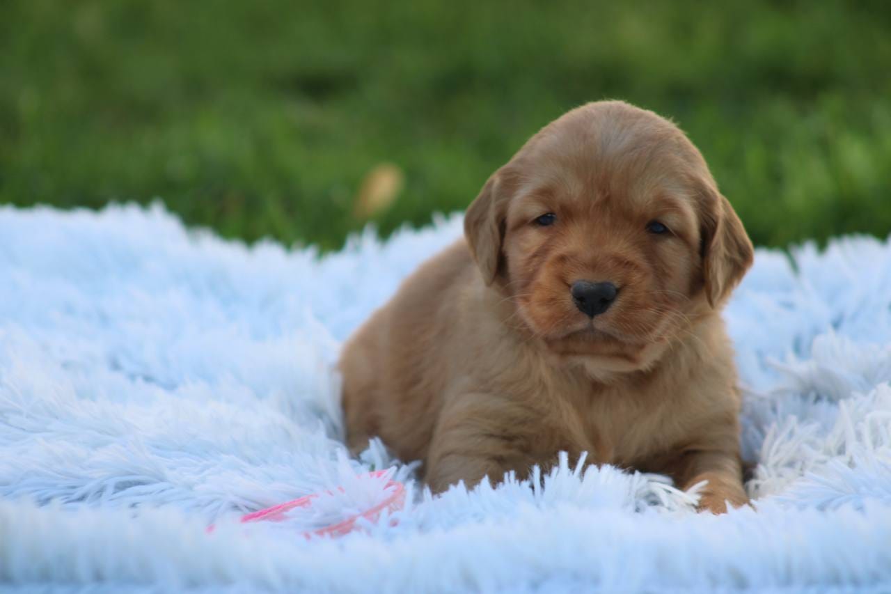 Joy pink collar  – Golden Retriever puppy for sale in Thorp, WI