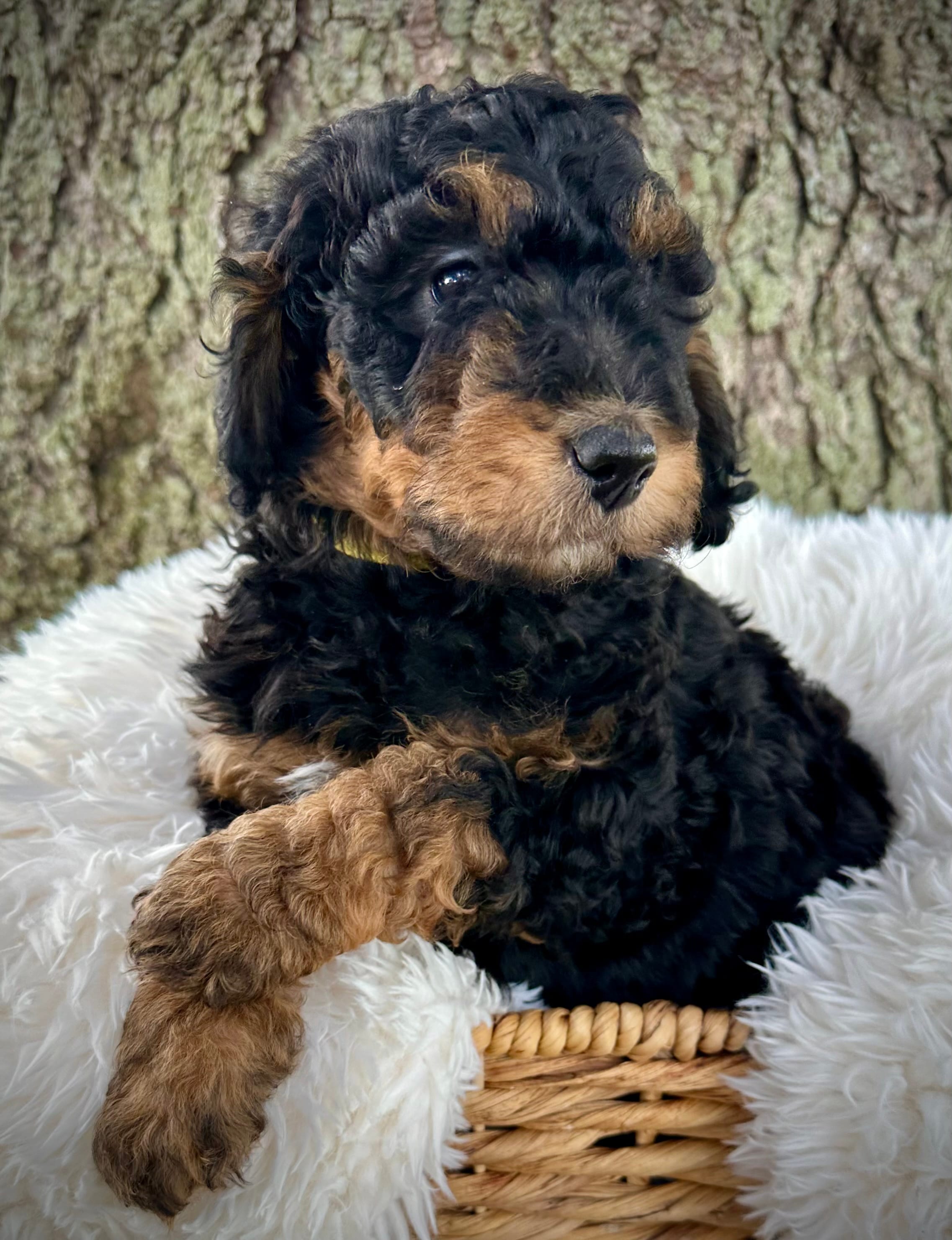 Pink  – Miniature Bernedoodle puppy for sale in Parma, MI