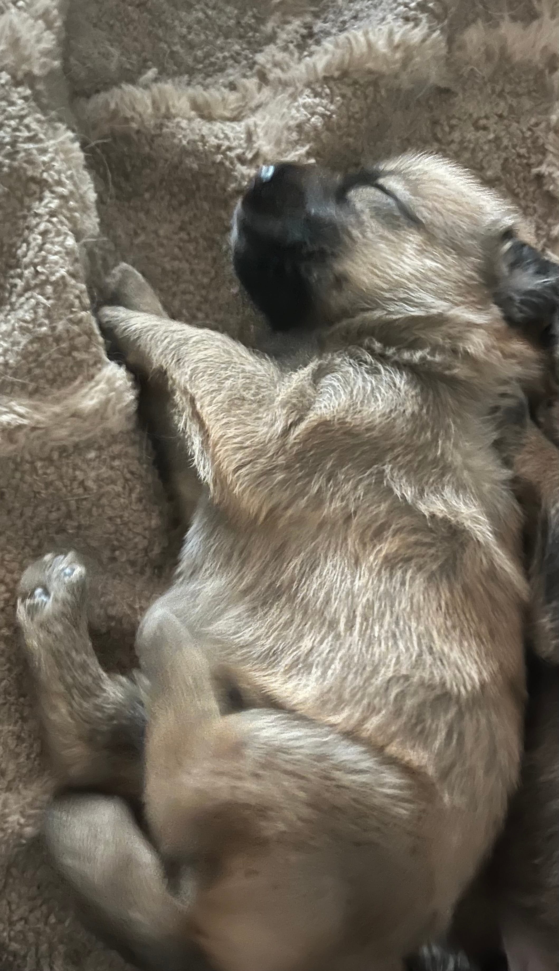 You choose  – German Shepherd Dog, Maremma Sheepdog puppy for sale in Tampa, FL