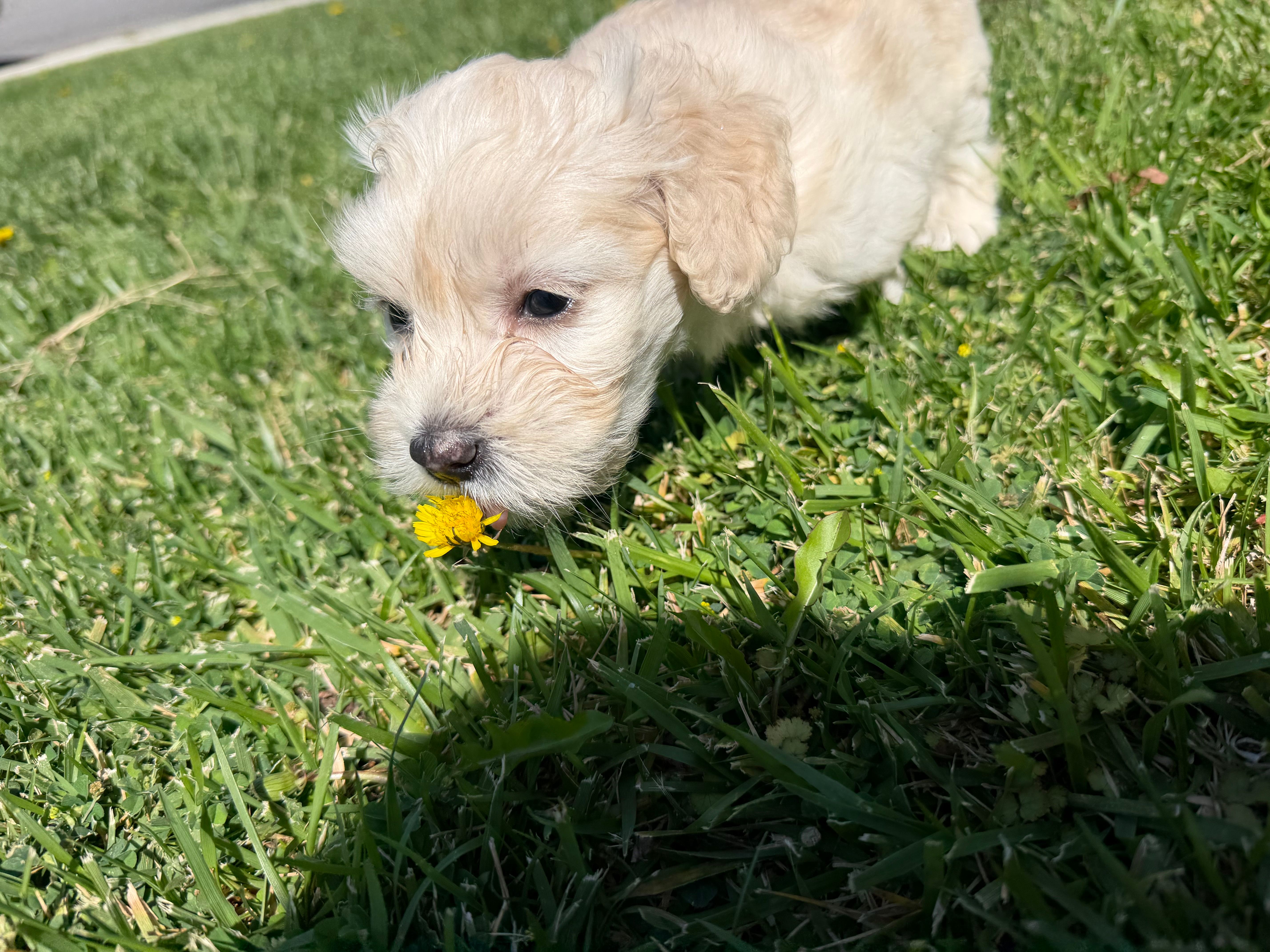 Winnie – Maltipoo, Poodle - Toy  puppy for sale in Bakersfield, CA