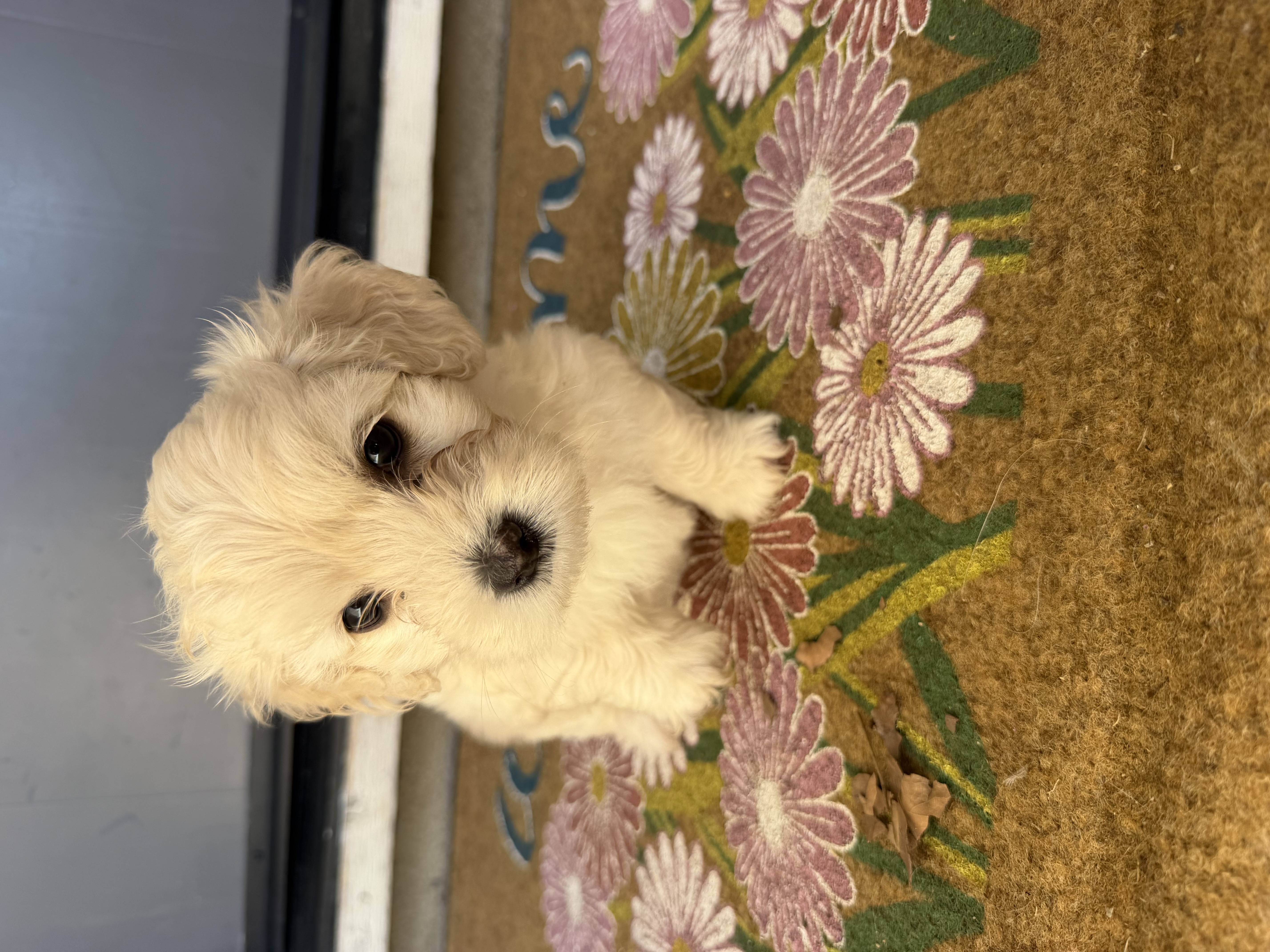 Winnie – Maltipoo, Poodle - Toy  puppy for sale in Bakersfield, CA