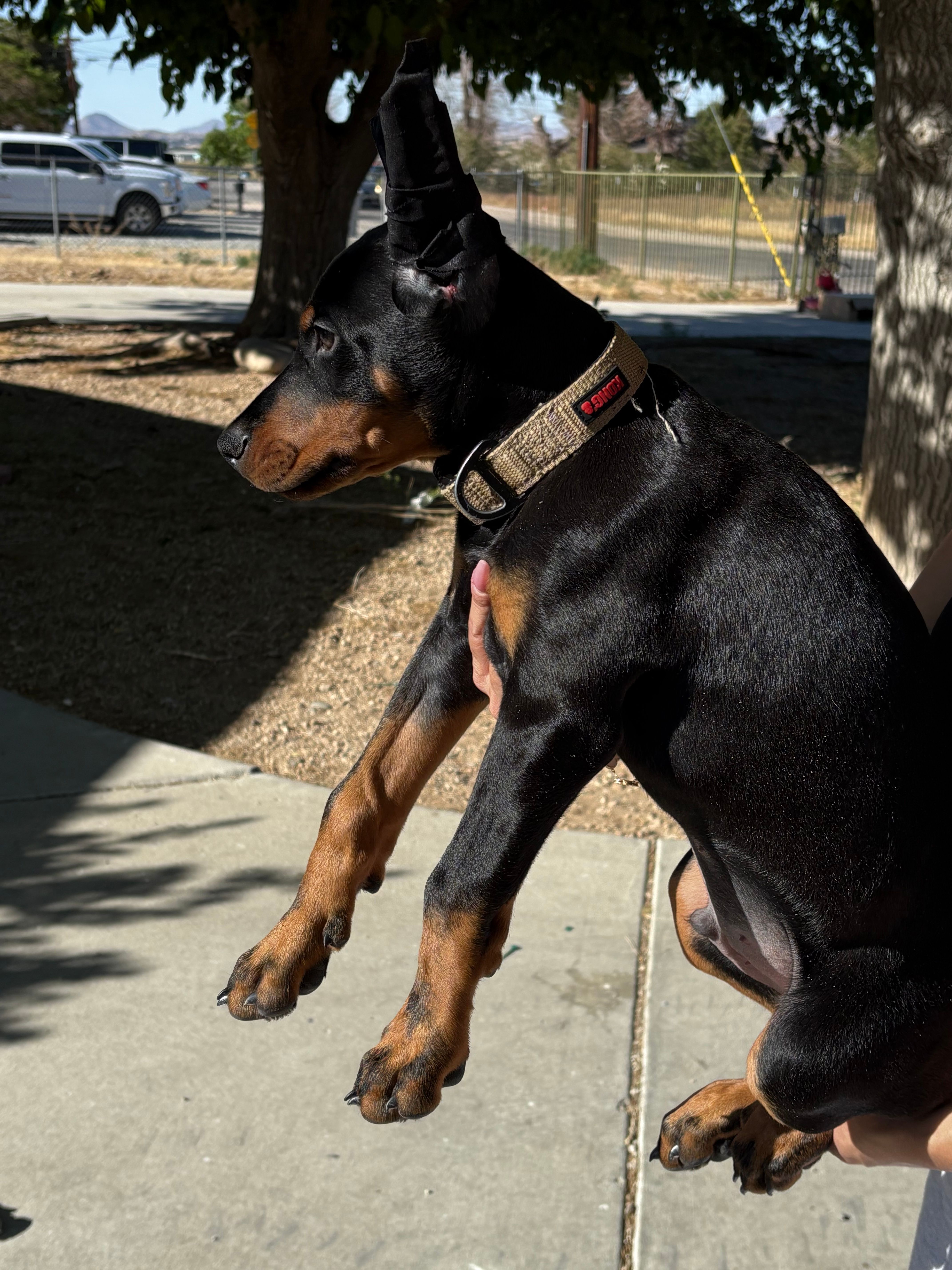 Venom  – Doberman Pinscher puppy for sale in Hesperia, CA