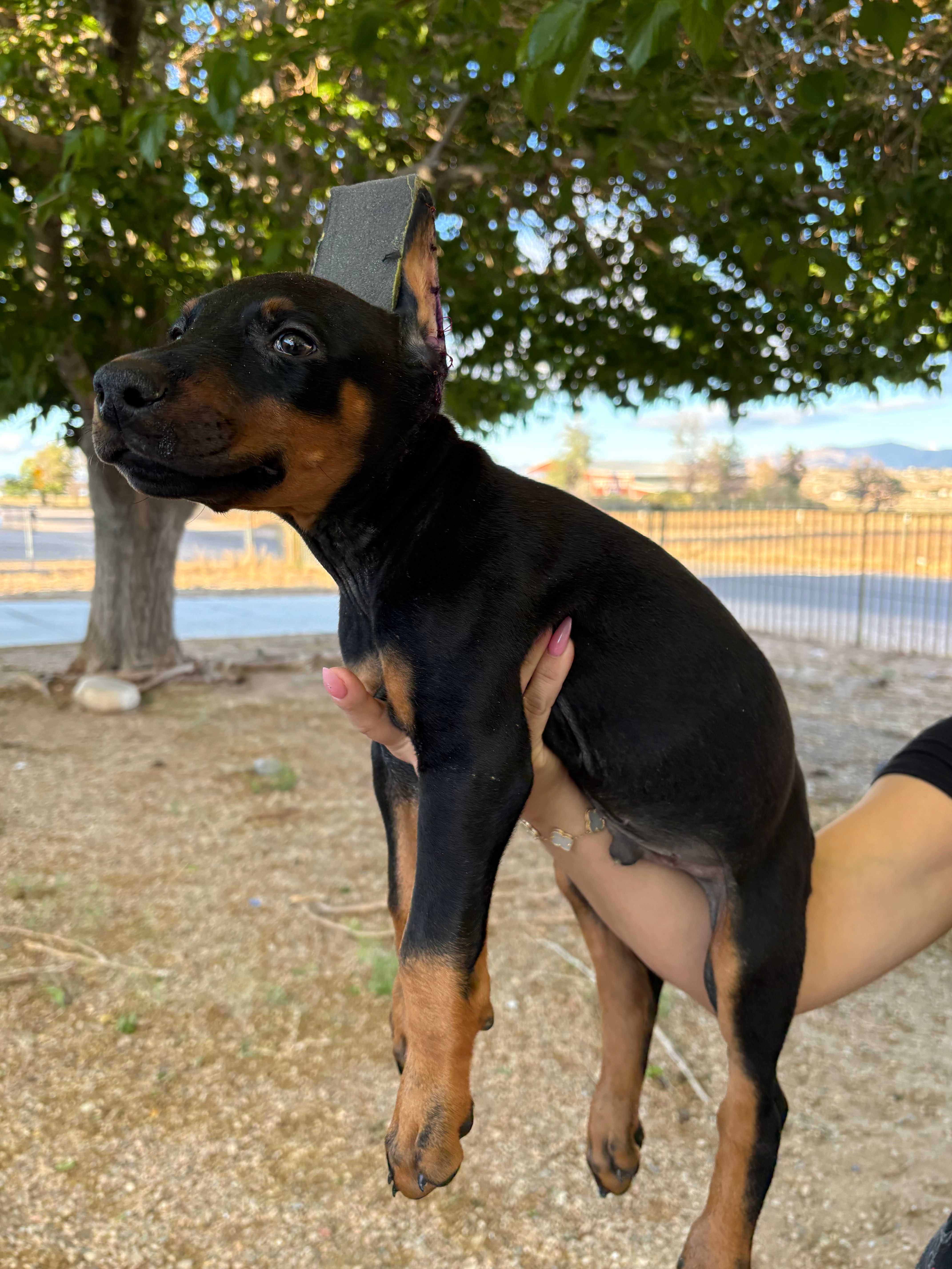 Max  – Doberman Pinscher puppy for sale in Hesperia, CA