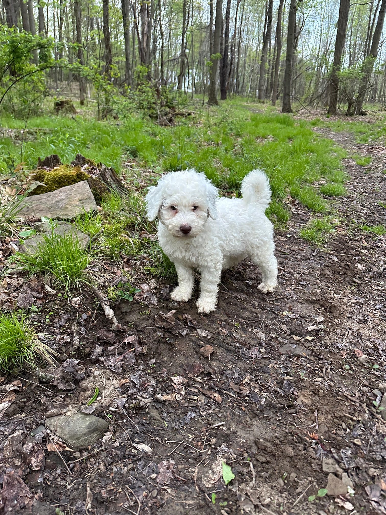Dwight – Portuguese Water Dog puppy for sale in Nicholson, PA
