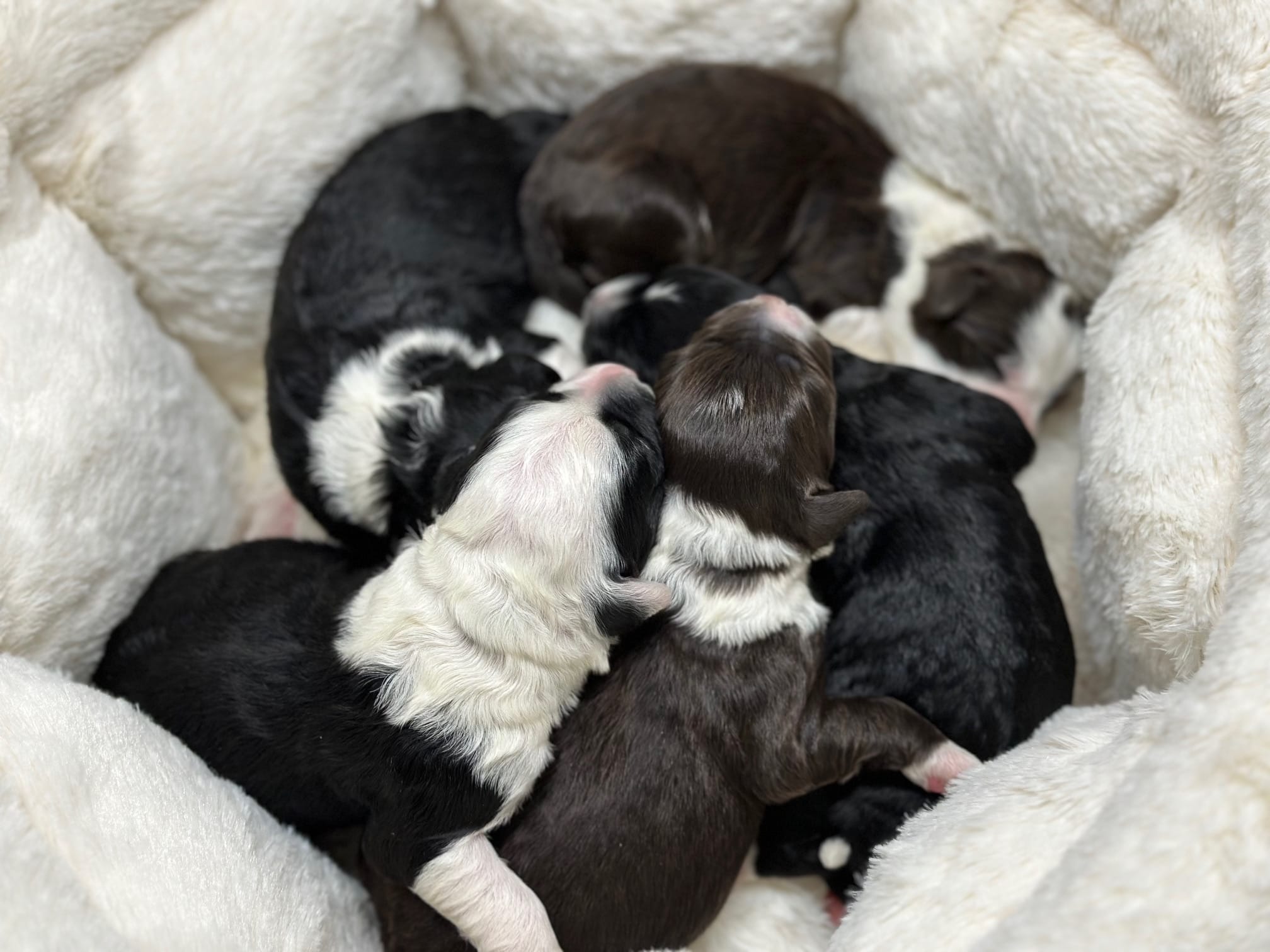 Rain  – Portuguese Water Dog puppy for sale in Nicholson, PA