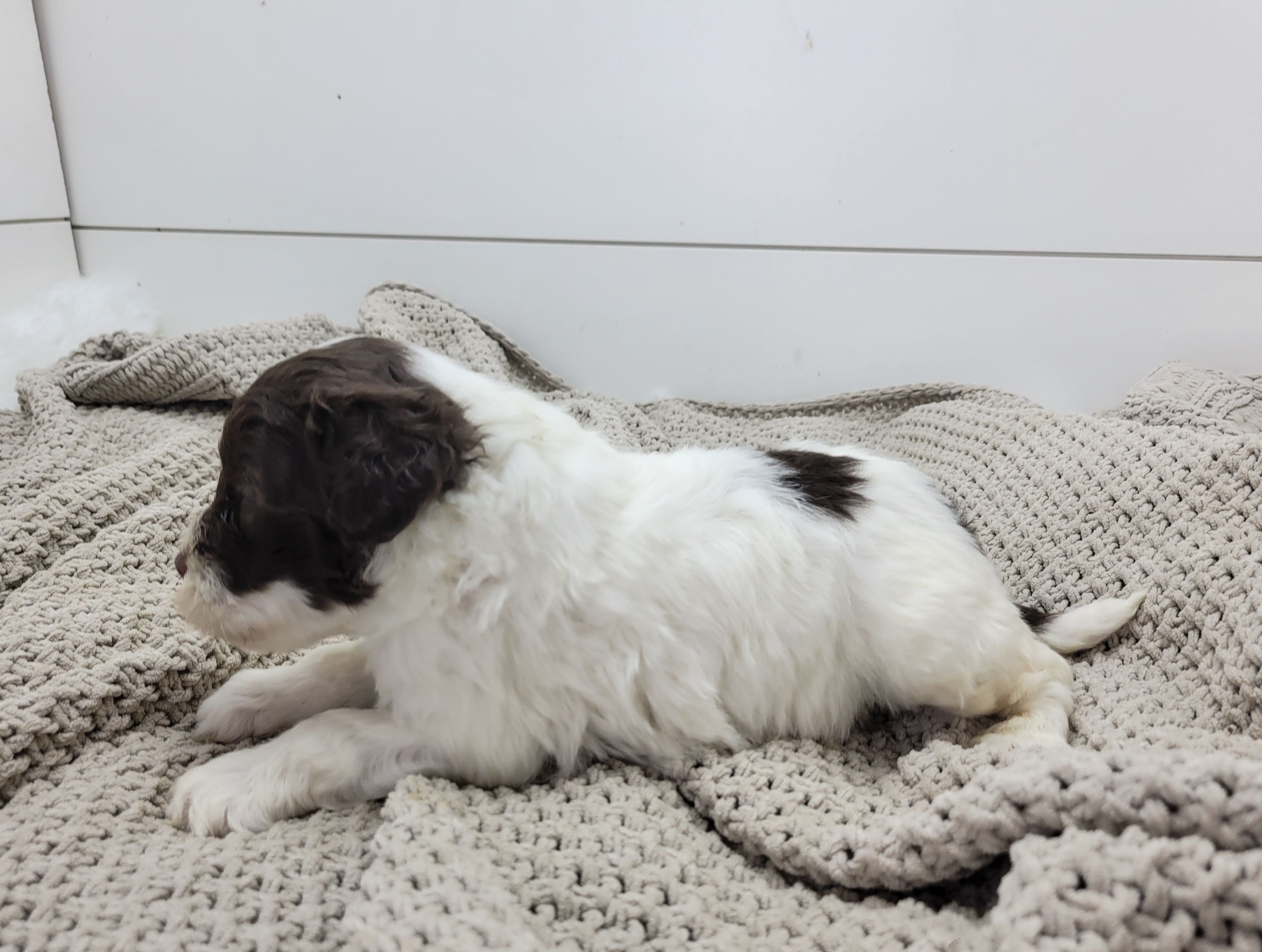 Ducky – Portuguese Water Dog puppy for sale in Nicholson, PA