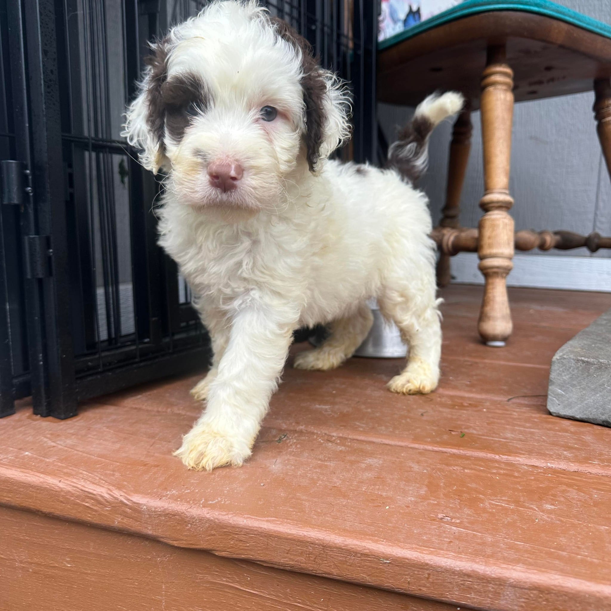 Puddles – Portuguese Water Dog puppy for sale in Nicholson, PA