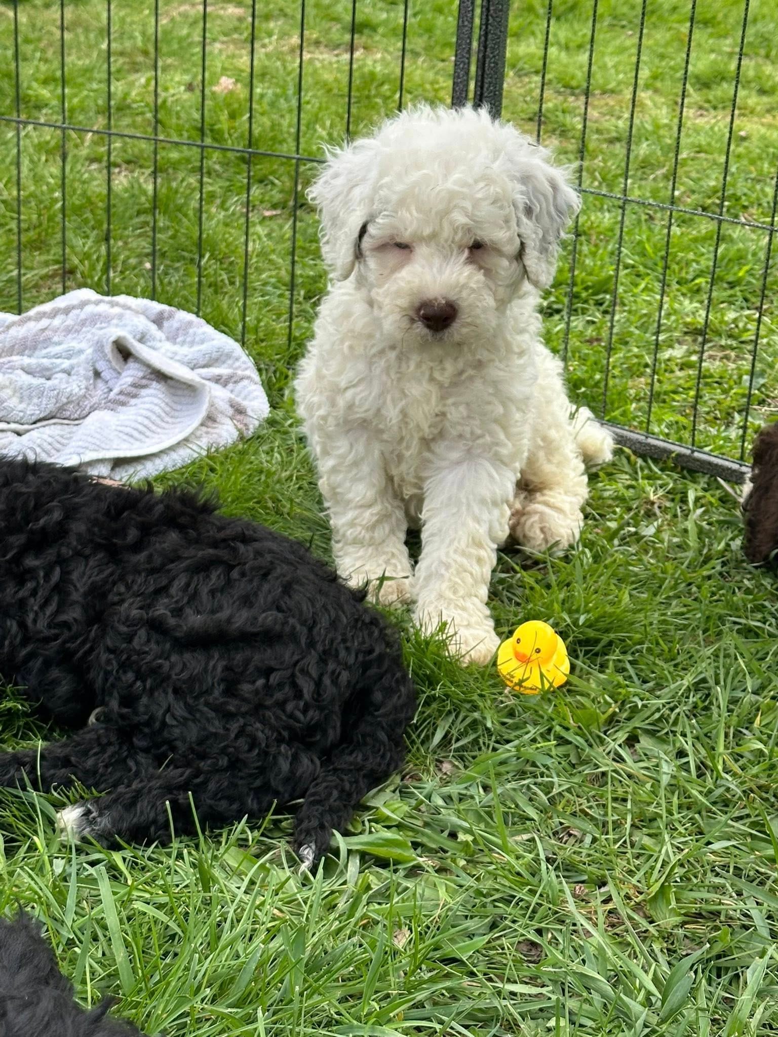 Dwight – Portuguese Water Dog puppy for sale in Nicholson, PA