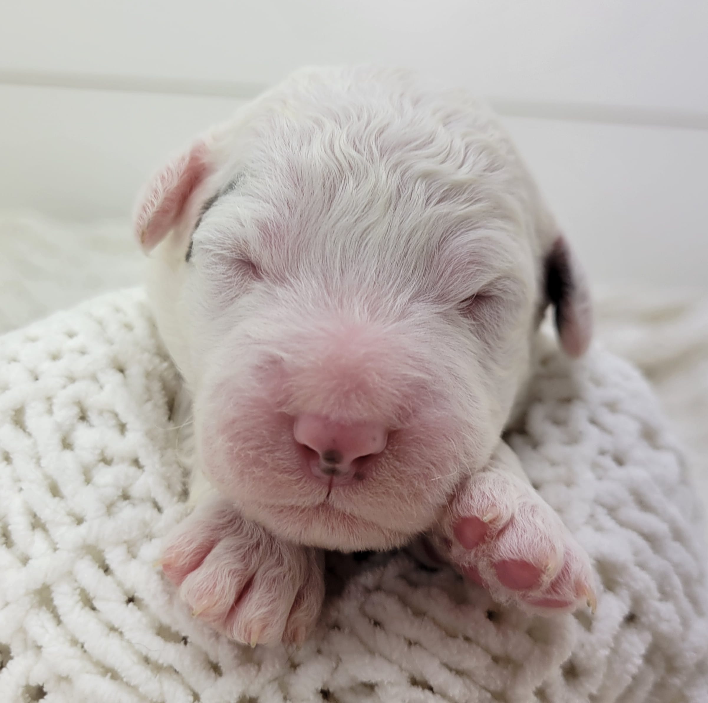 Dwight – Portuguese Water Dog puppy for sale in Nicholson, PA