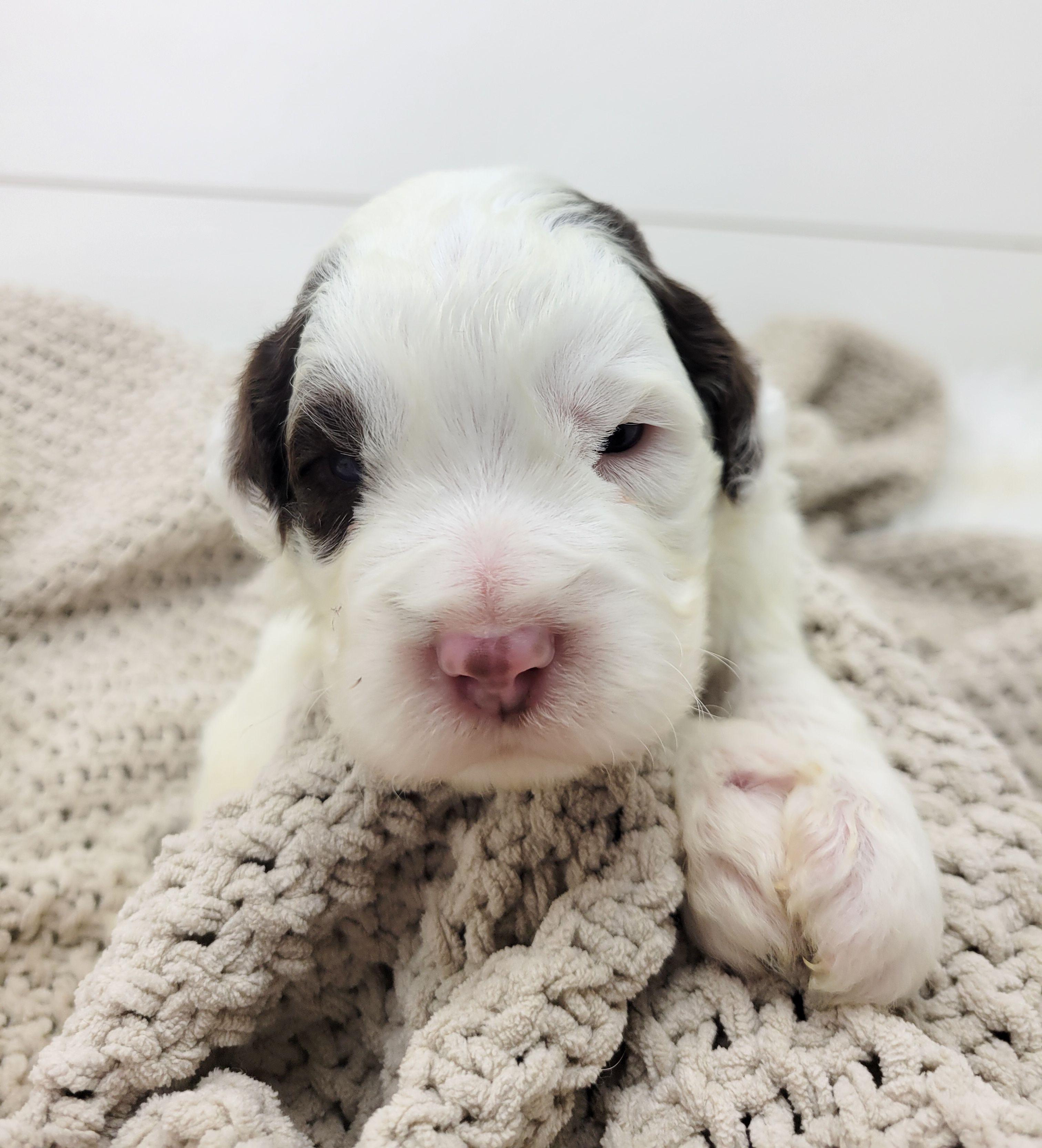 Puddles – Portuguese Water Dog puppy for sale in Nicholson, PA