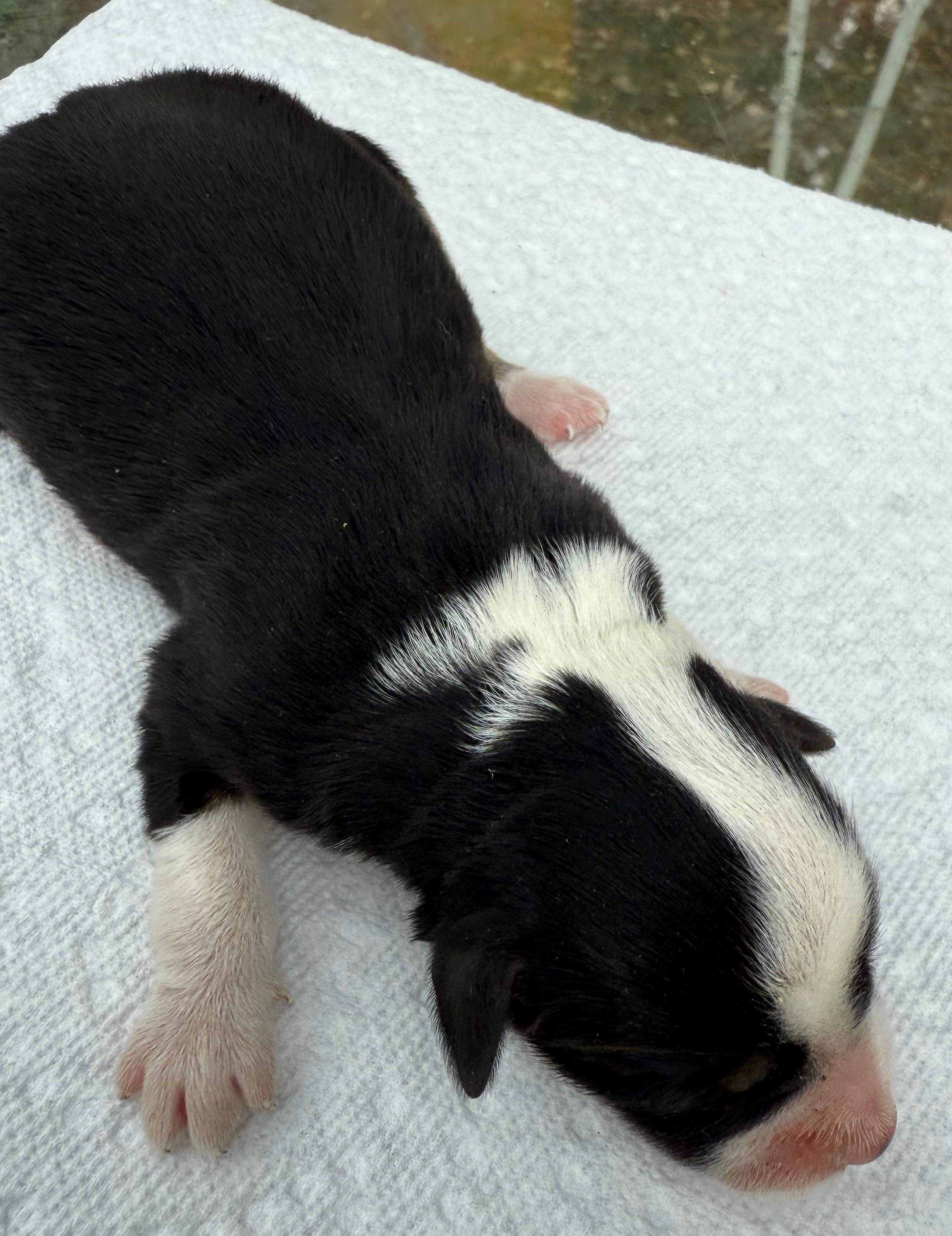 sally – Miniature Australian Shepherd puppy for sale in Marble Falls, TX