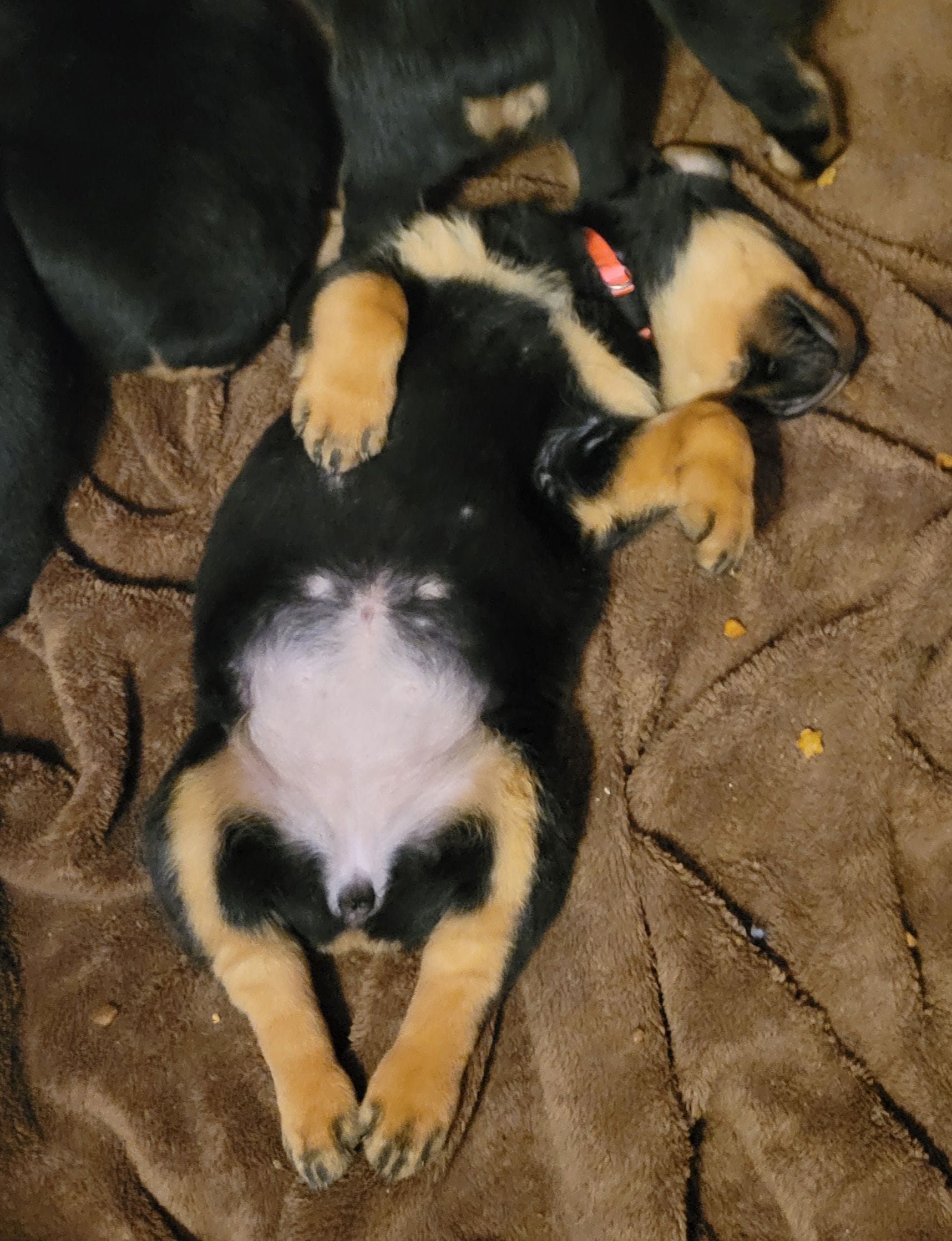 Bubbles, a female Rottweiler for sale in ,  – Photo 2 of 3
