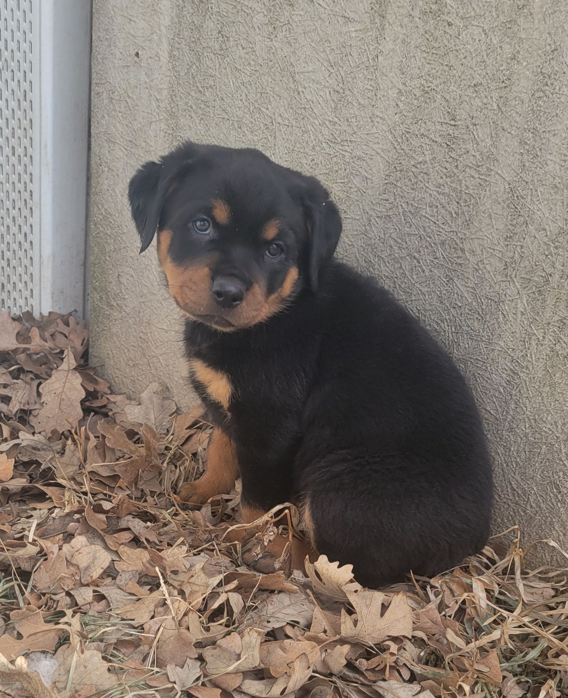 Bubbles – Rottweiler puppy for sale in 