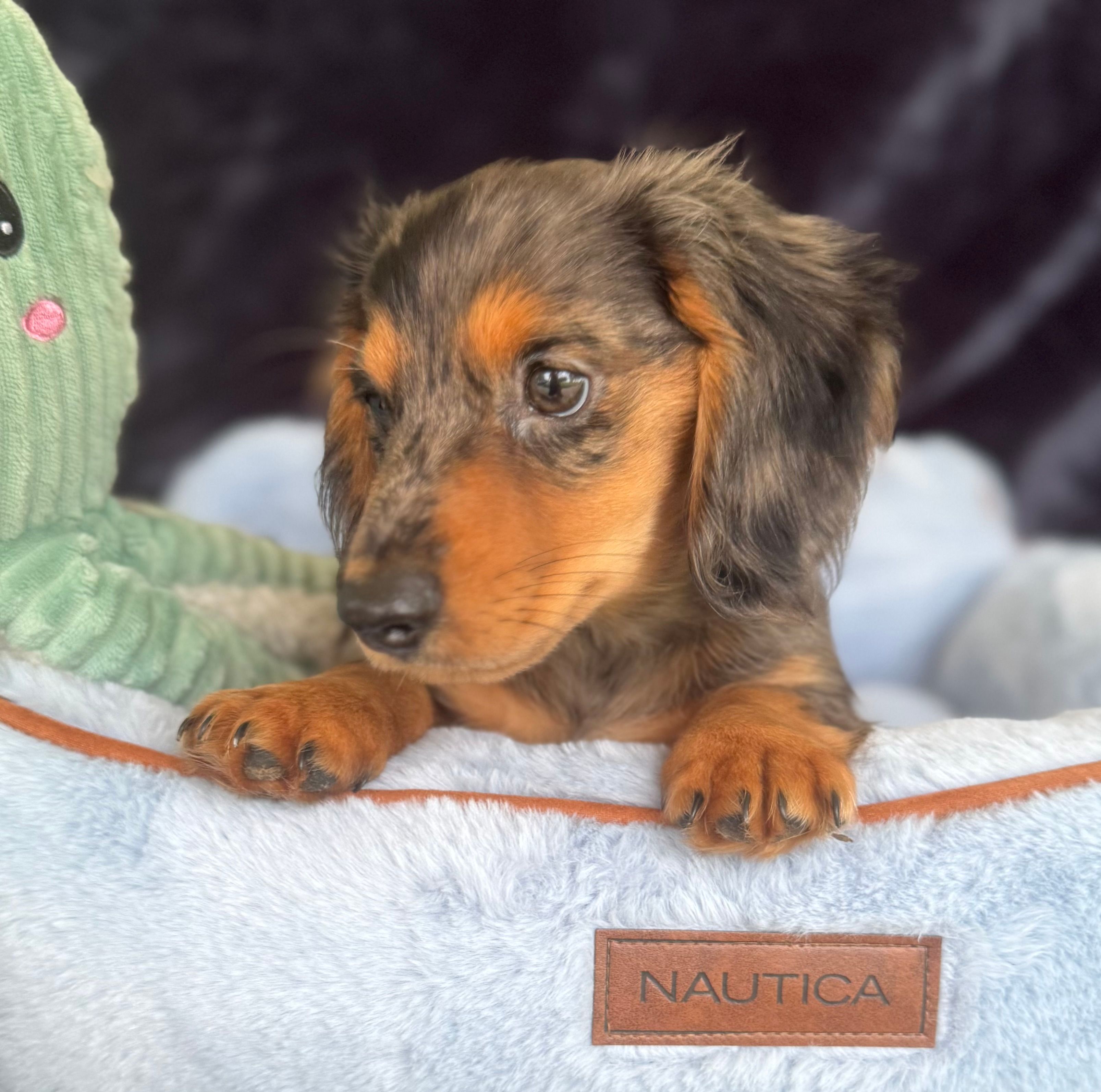 Bandit – Miniature Dachshund puppy for sale in Muldrow, OK