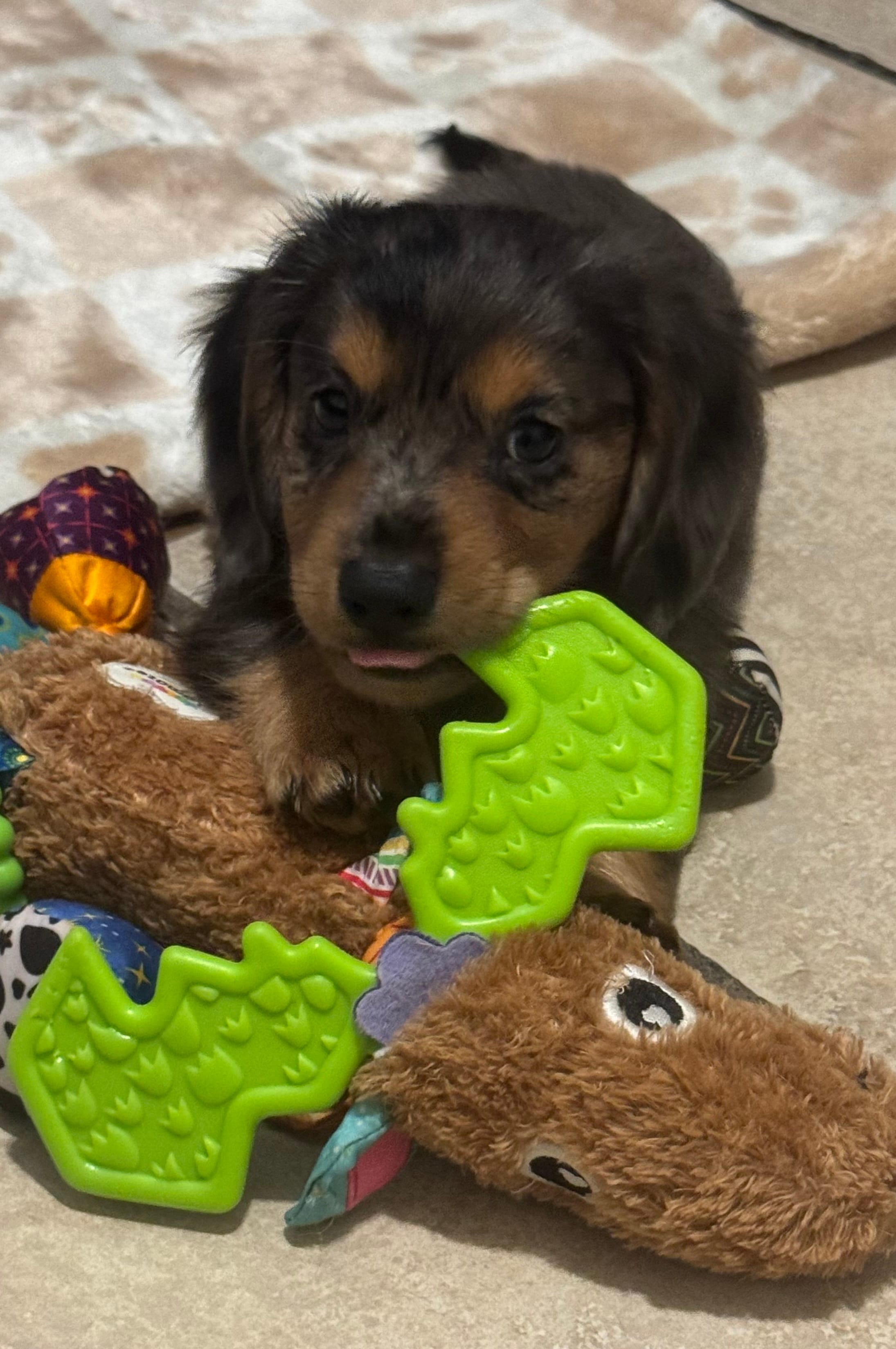 Bandit – Miniature Dachshund puppy for sale in Muldrow, OK