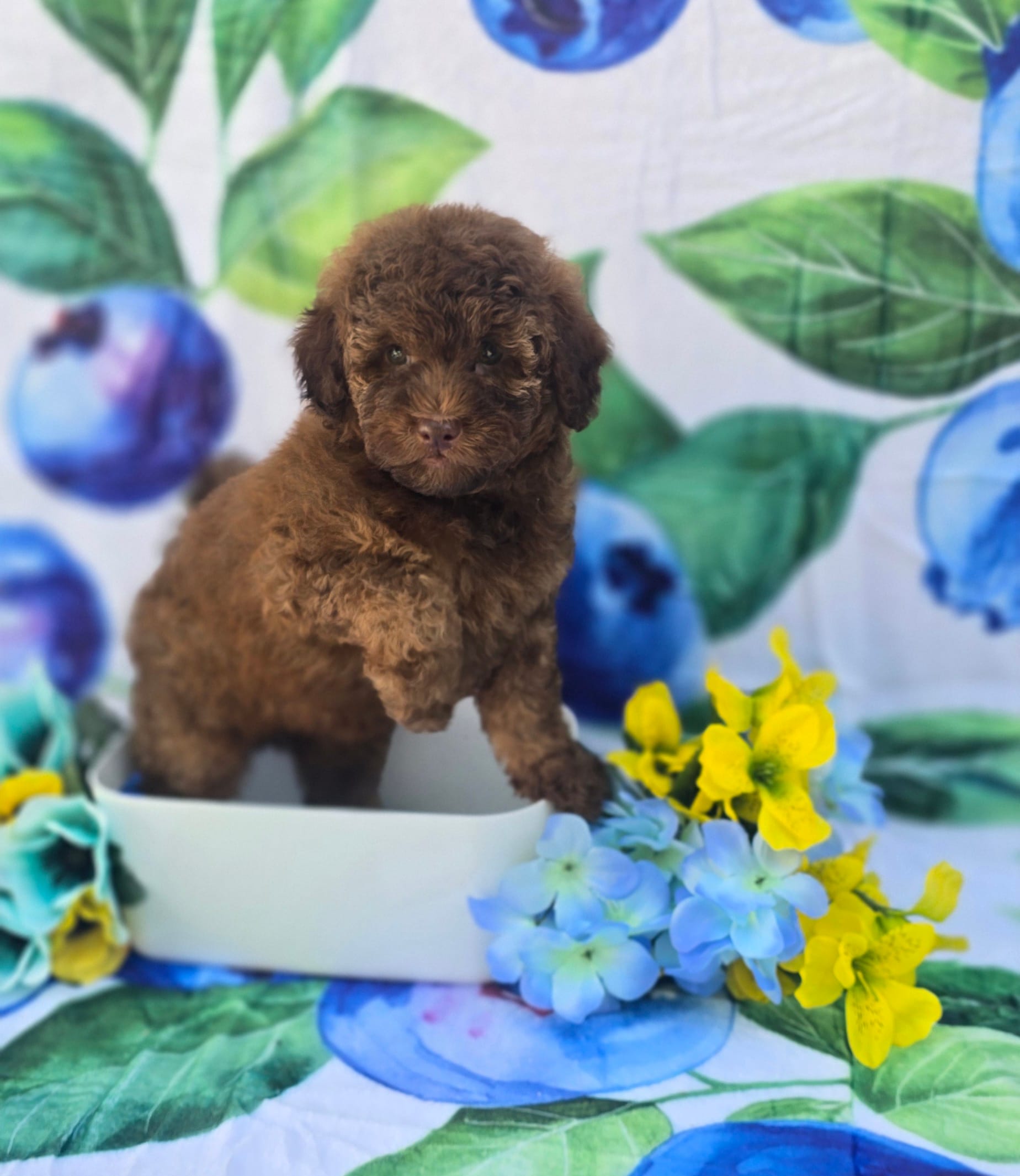 Colby – Bichon Frise, Poodle - Toy  puppy for sale in Scottsville, VA