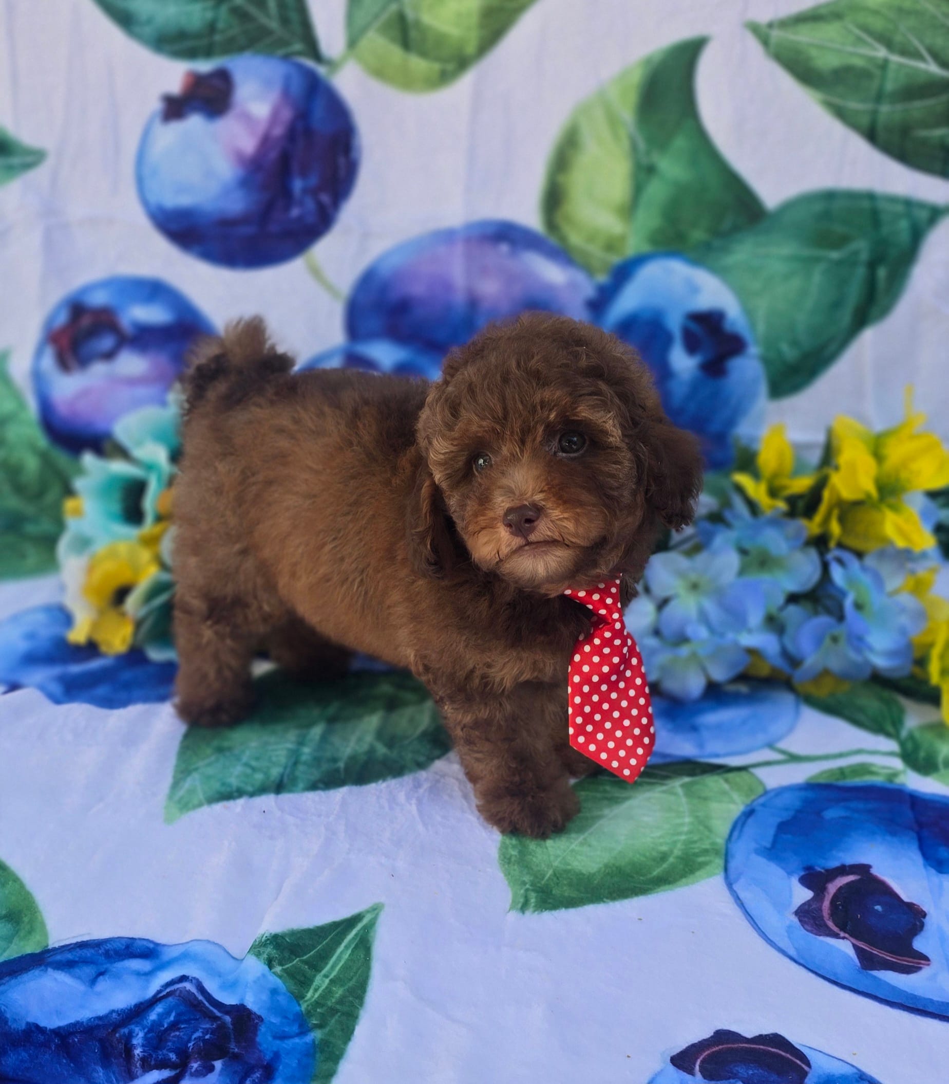 Jack – Bichon Frise, Poodle - Toy  puppy for sale in Scottsville, VA