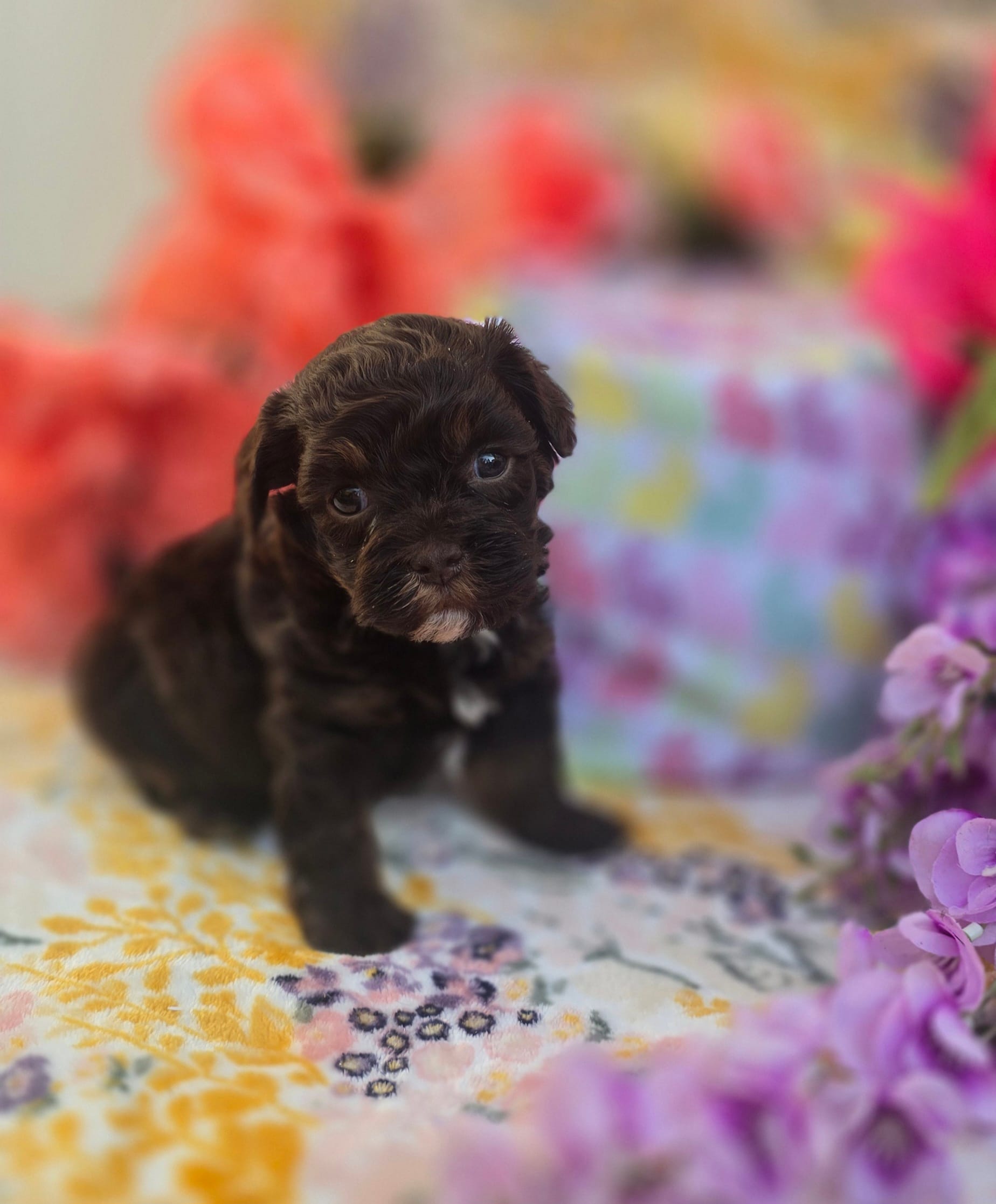 Waylon – Havapoo puppy for sale in Scottsville, VA