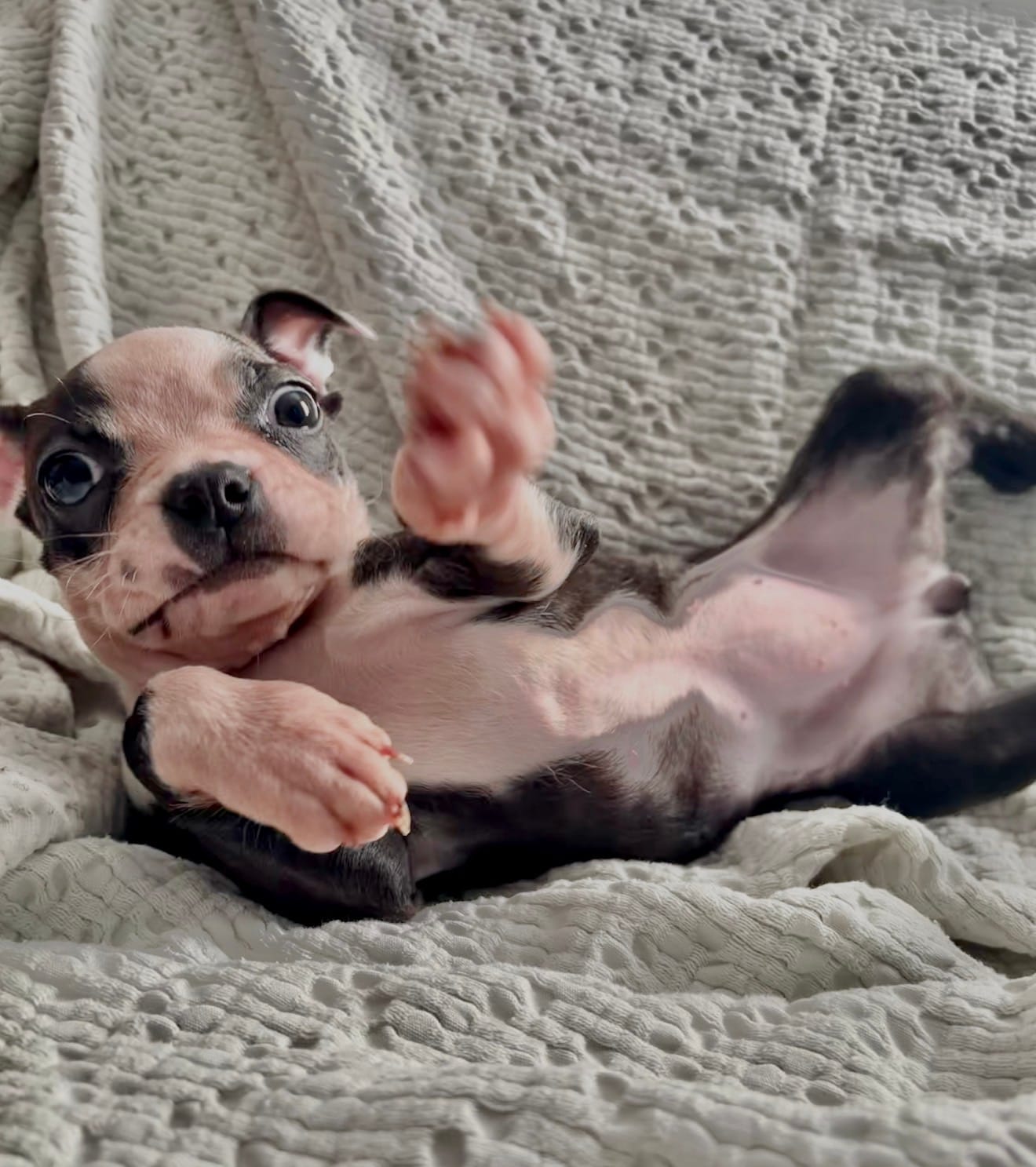 Baby – Boston Terrier puppy for sale in Tucson, AZ