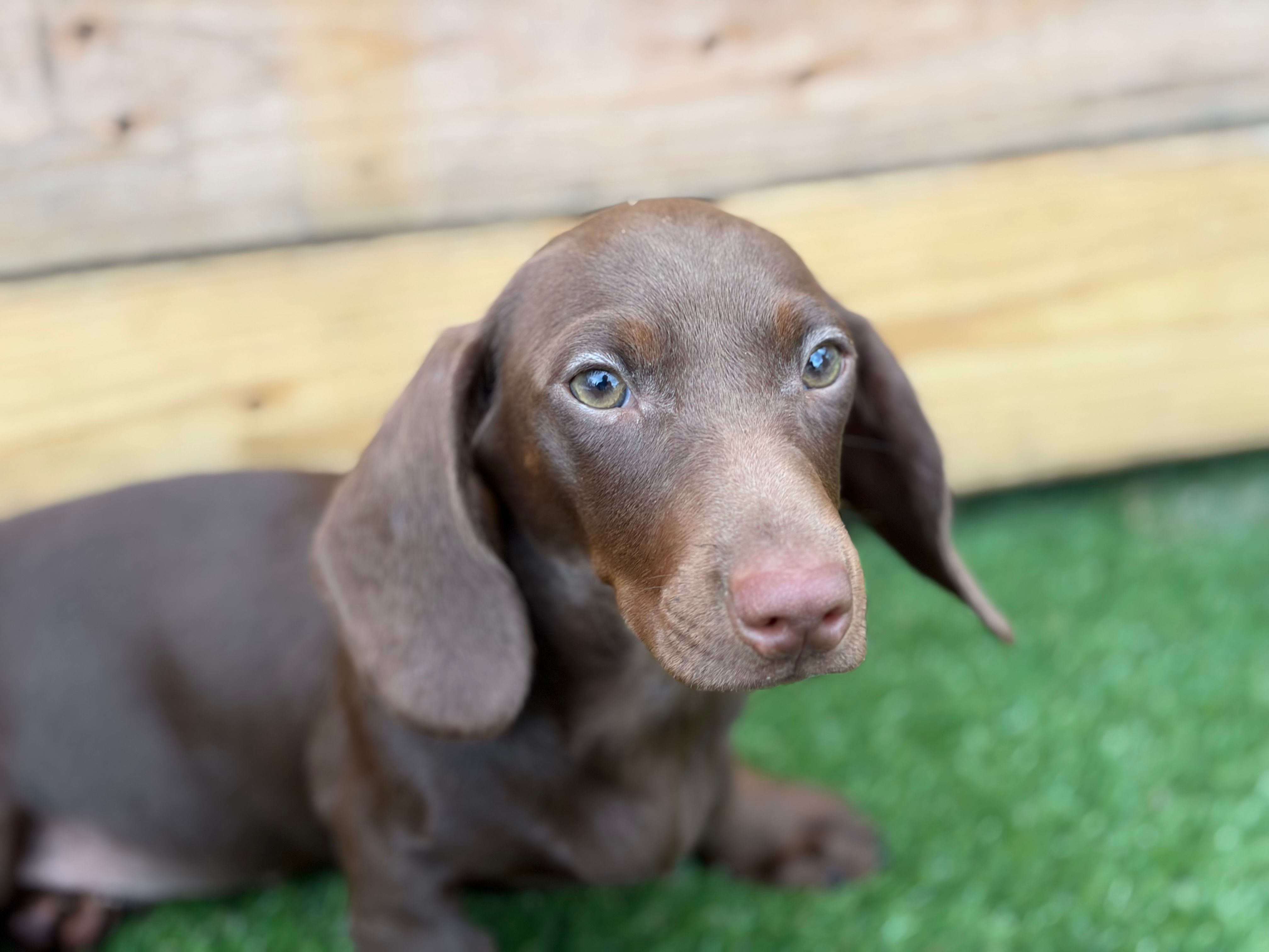 Theodore  – Dachshund puppy for sale in Houston, TX