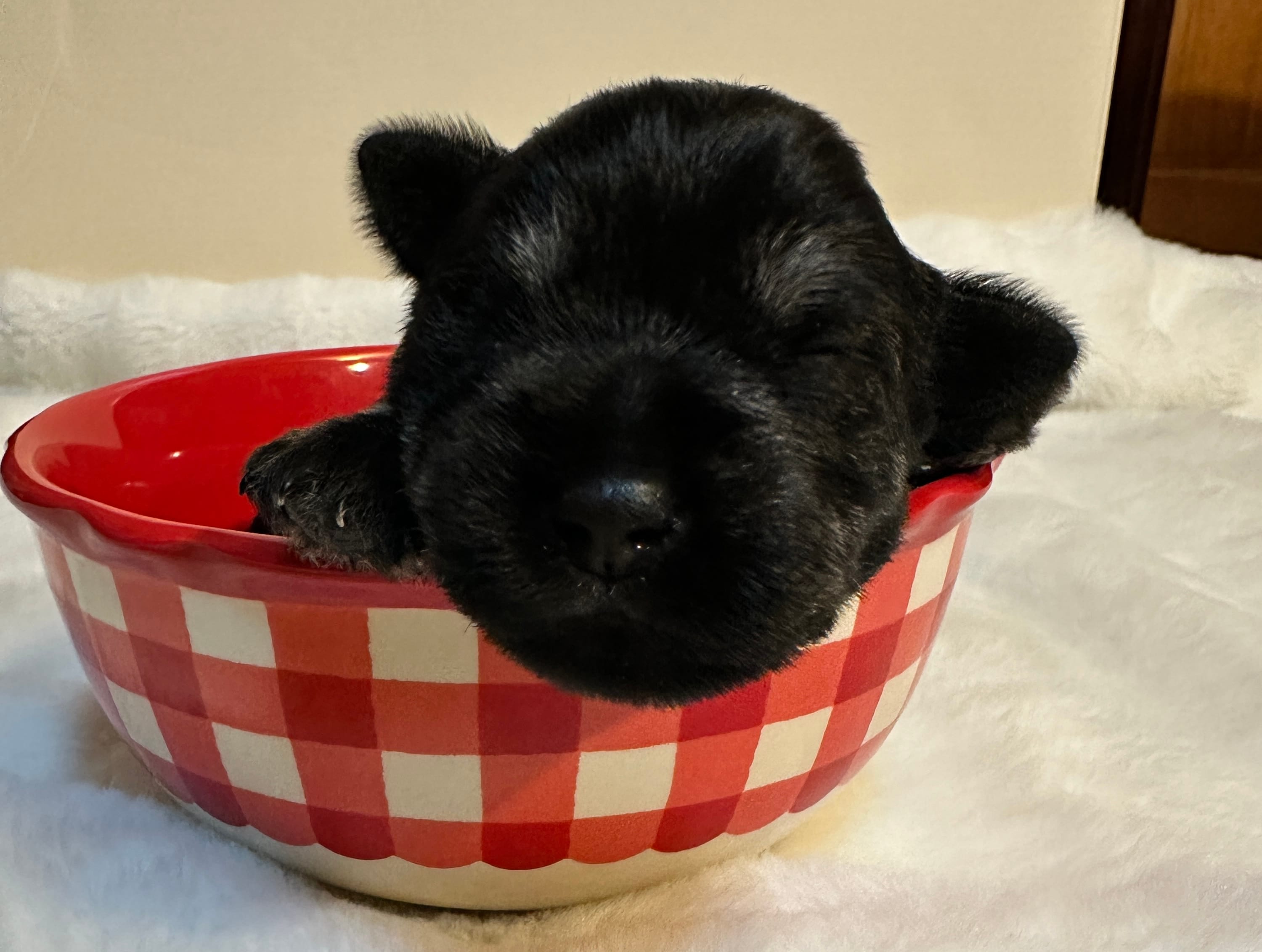 AKC Dolly – Miniature Schnauzer puppy for sale in New Market, VA