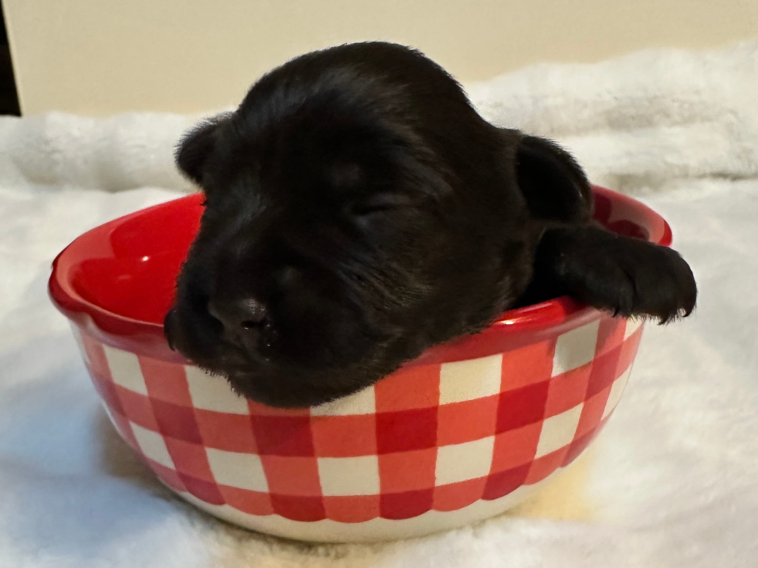 AKC Penney – Miniature Schnauzer puppy for sale in New Market, VA