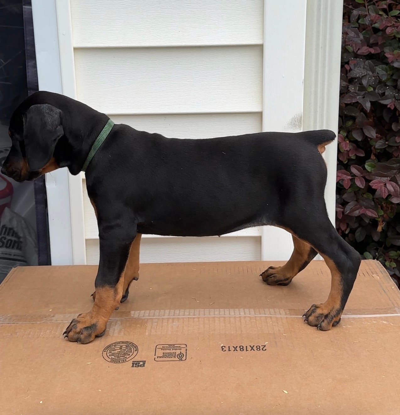 Gren – Doberman Pinscher puppy for sale in McDonough, GA