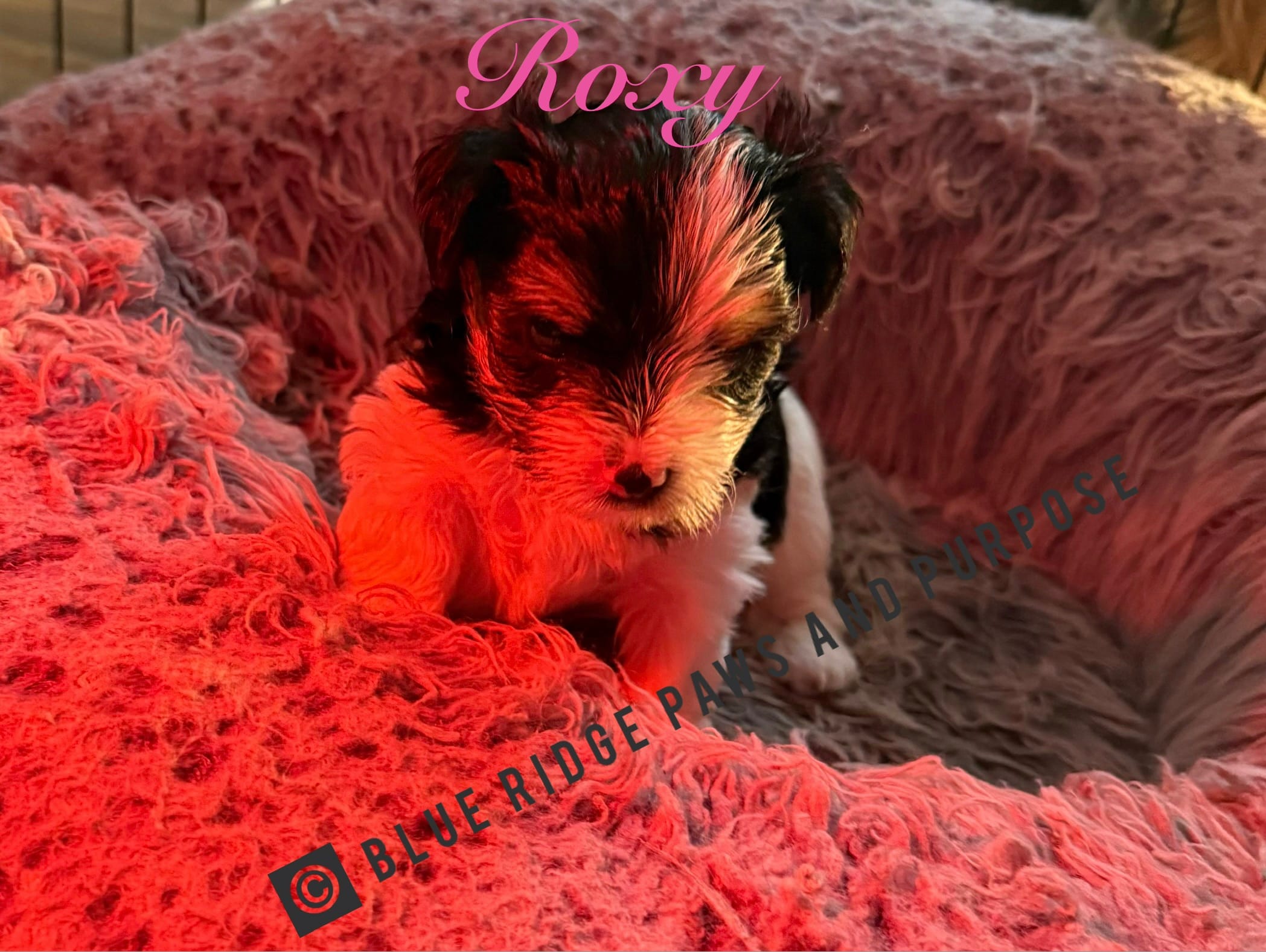 Roxie – Yorkshire Terrier, Biewer puppy for sale in Orange, VA