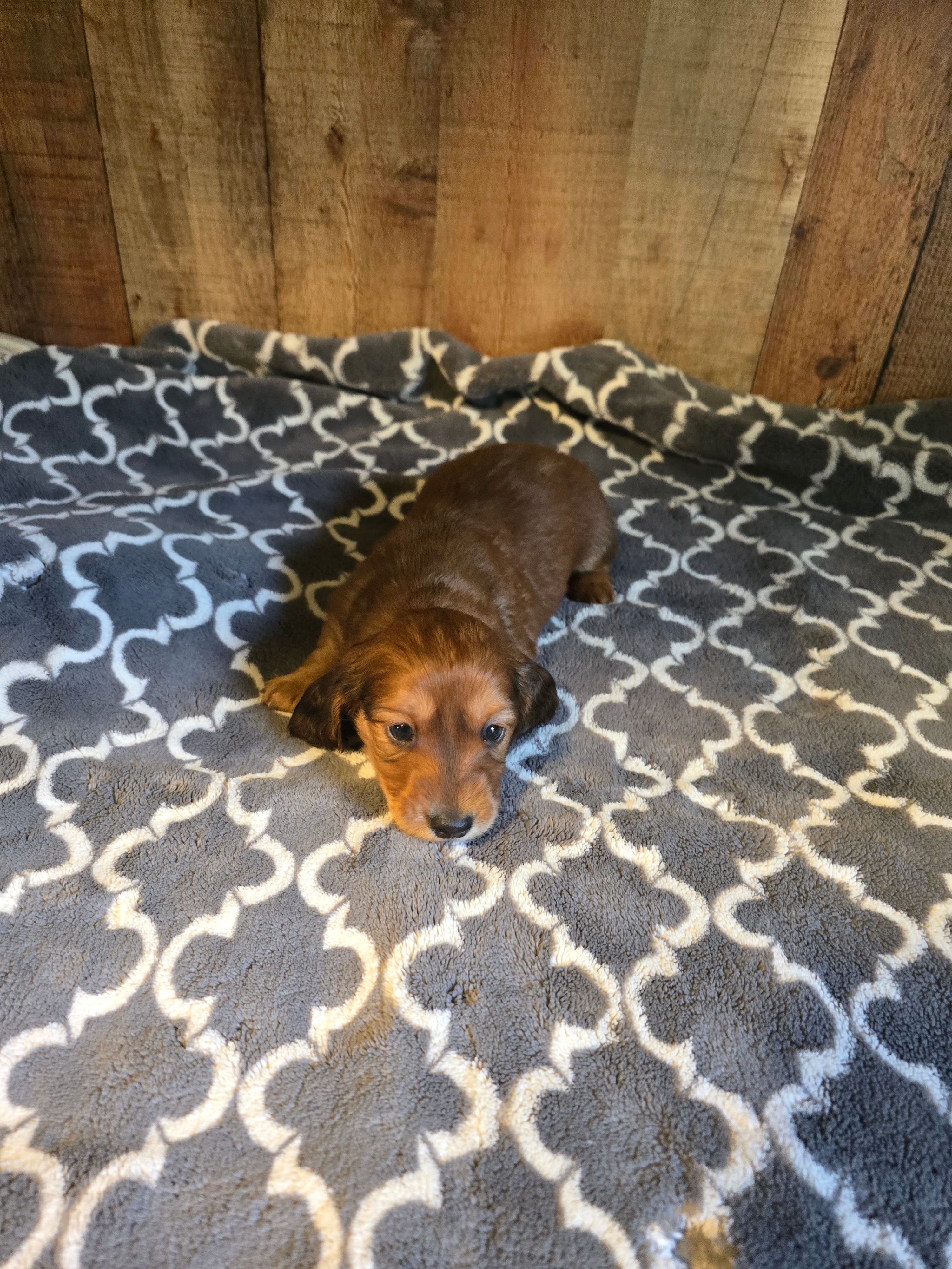 Long haired male 2 – Miniature Dachshund puppy for sale in Vonore, TN