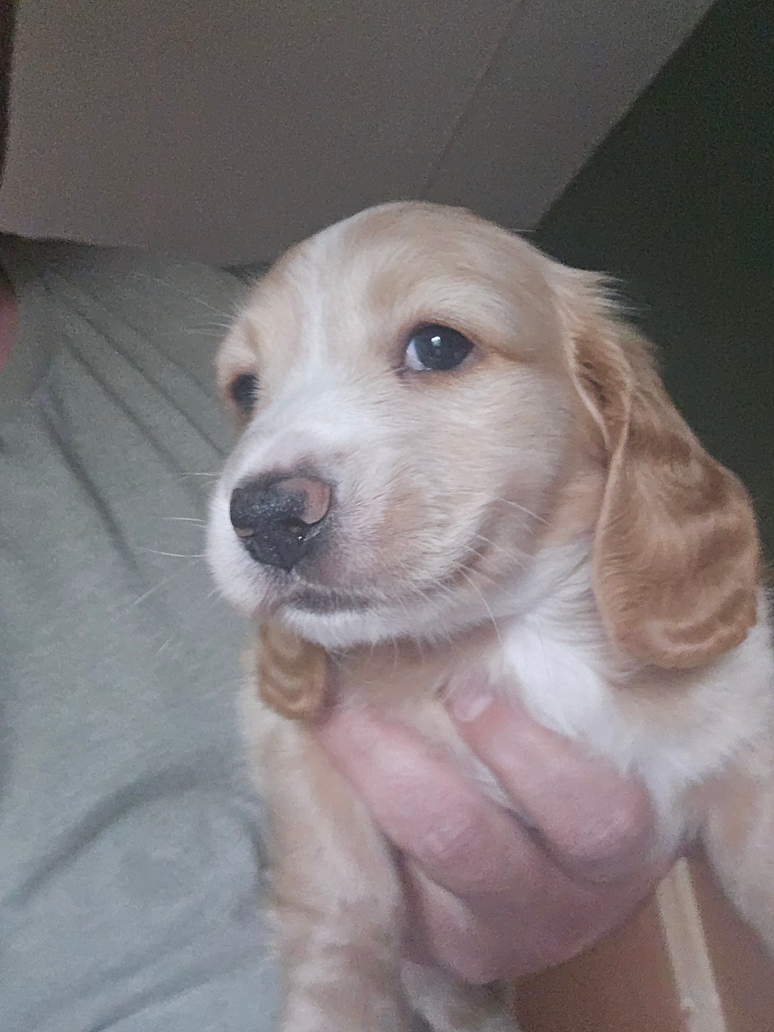 male cream piebald  – Miniature Dachshund puppy for sale in Vonore, TN