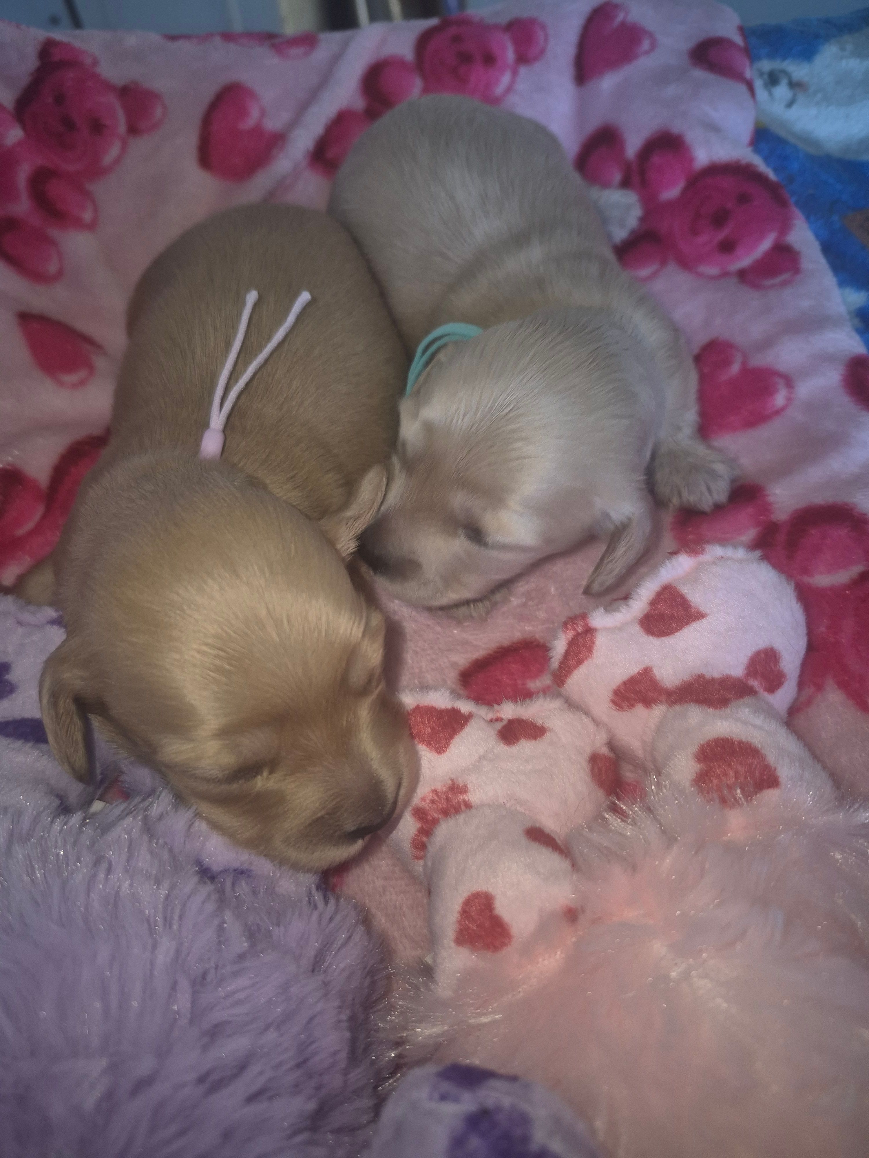 ee cream Girl teal collar – Miniature Dachshund puppy for sale in Vonore, TN