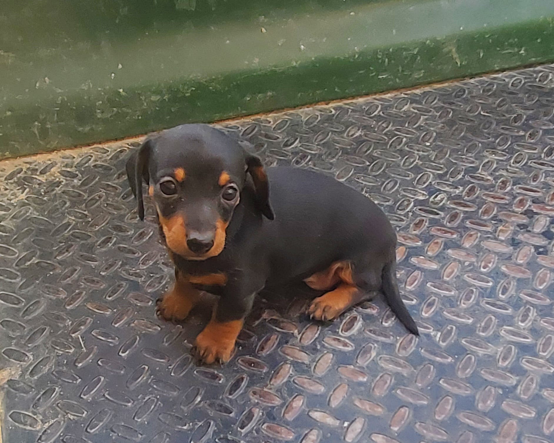 Black tan SH girl  – Miniature Dachshund puppy for sale in Vonore, TN