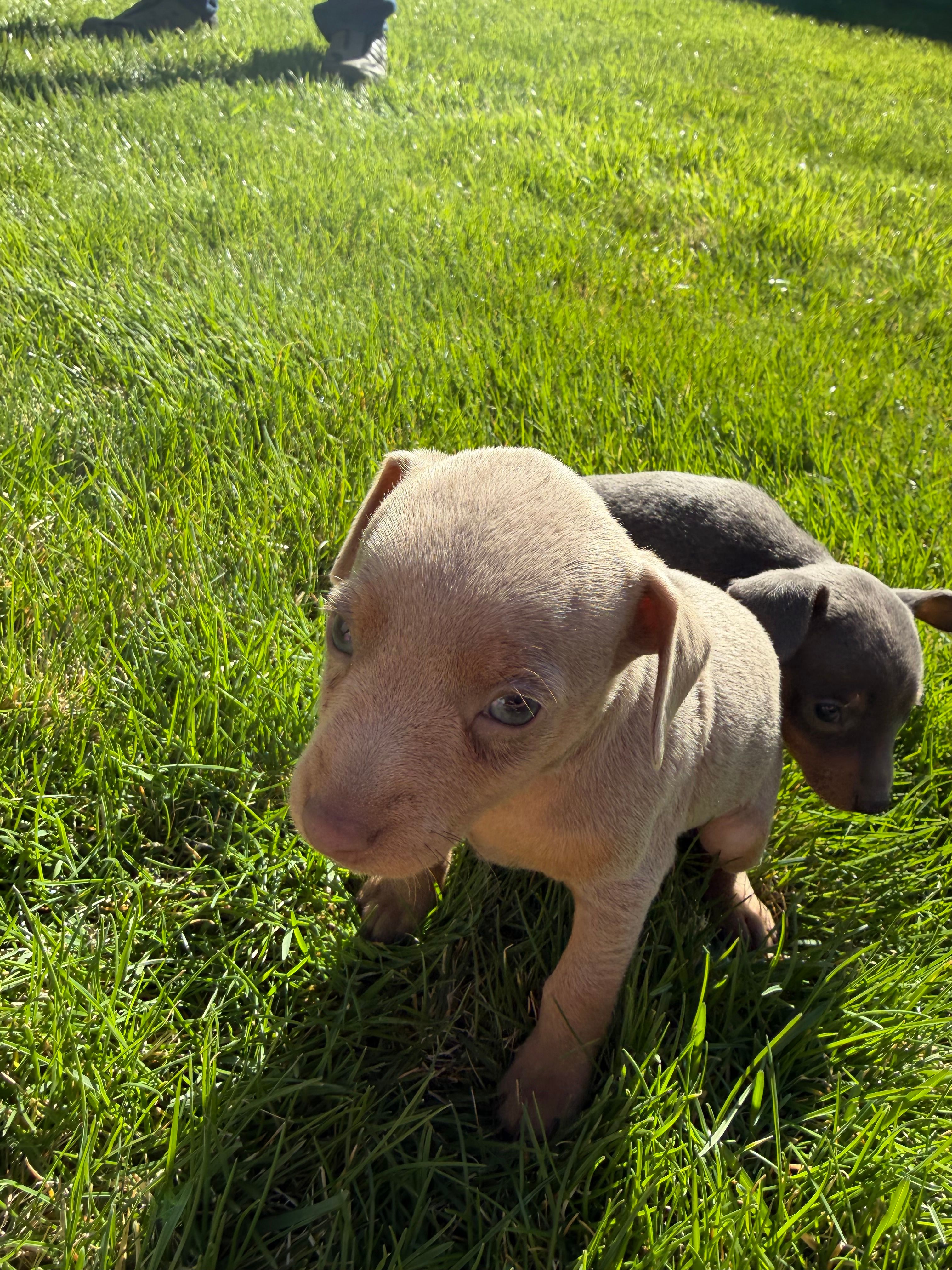 Peter – Miniature Pinscher puppy for sale in Stratton, CO