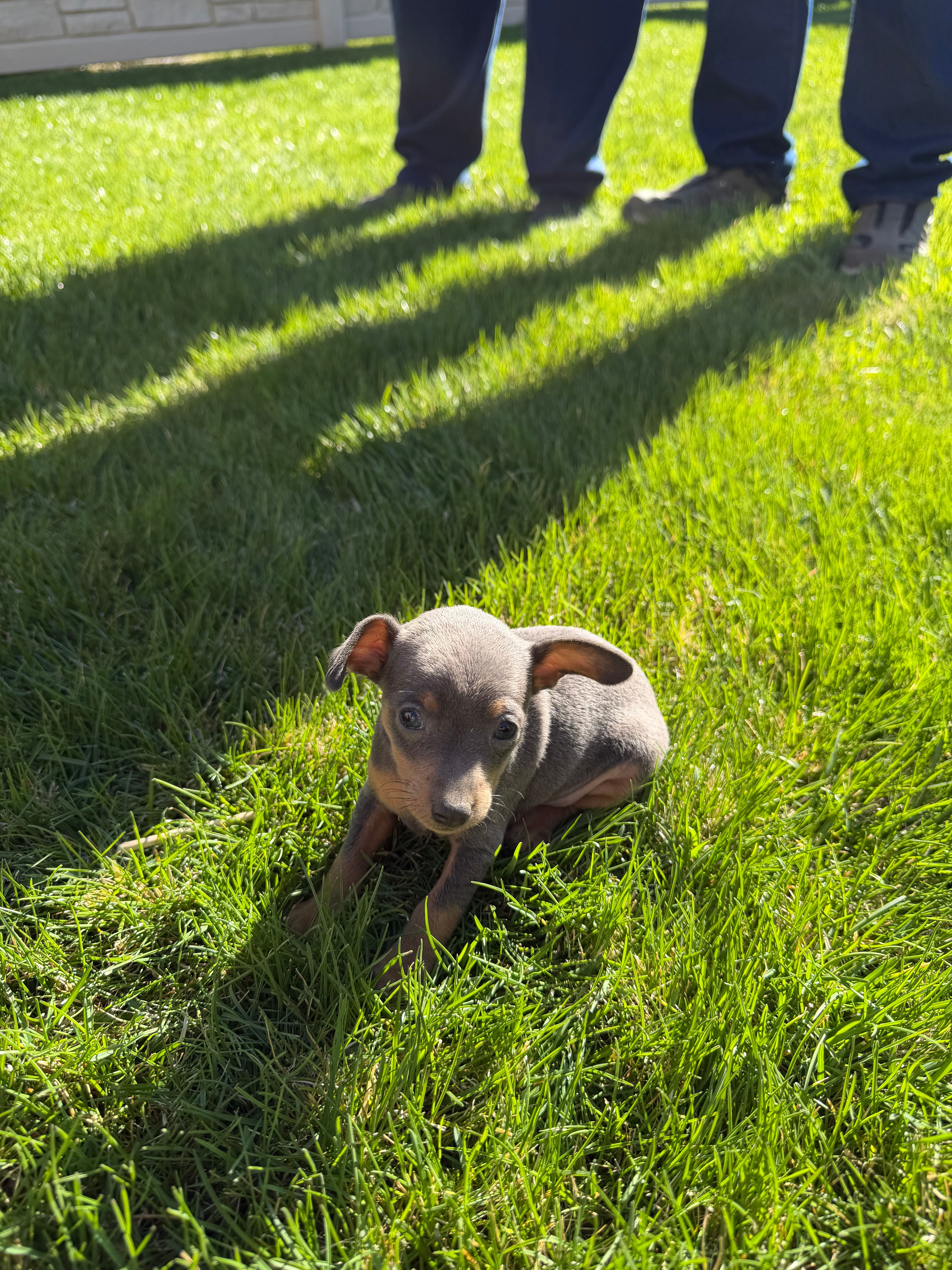 Piper – Miniature Pinscher puppy for sale in Stratton, CO