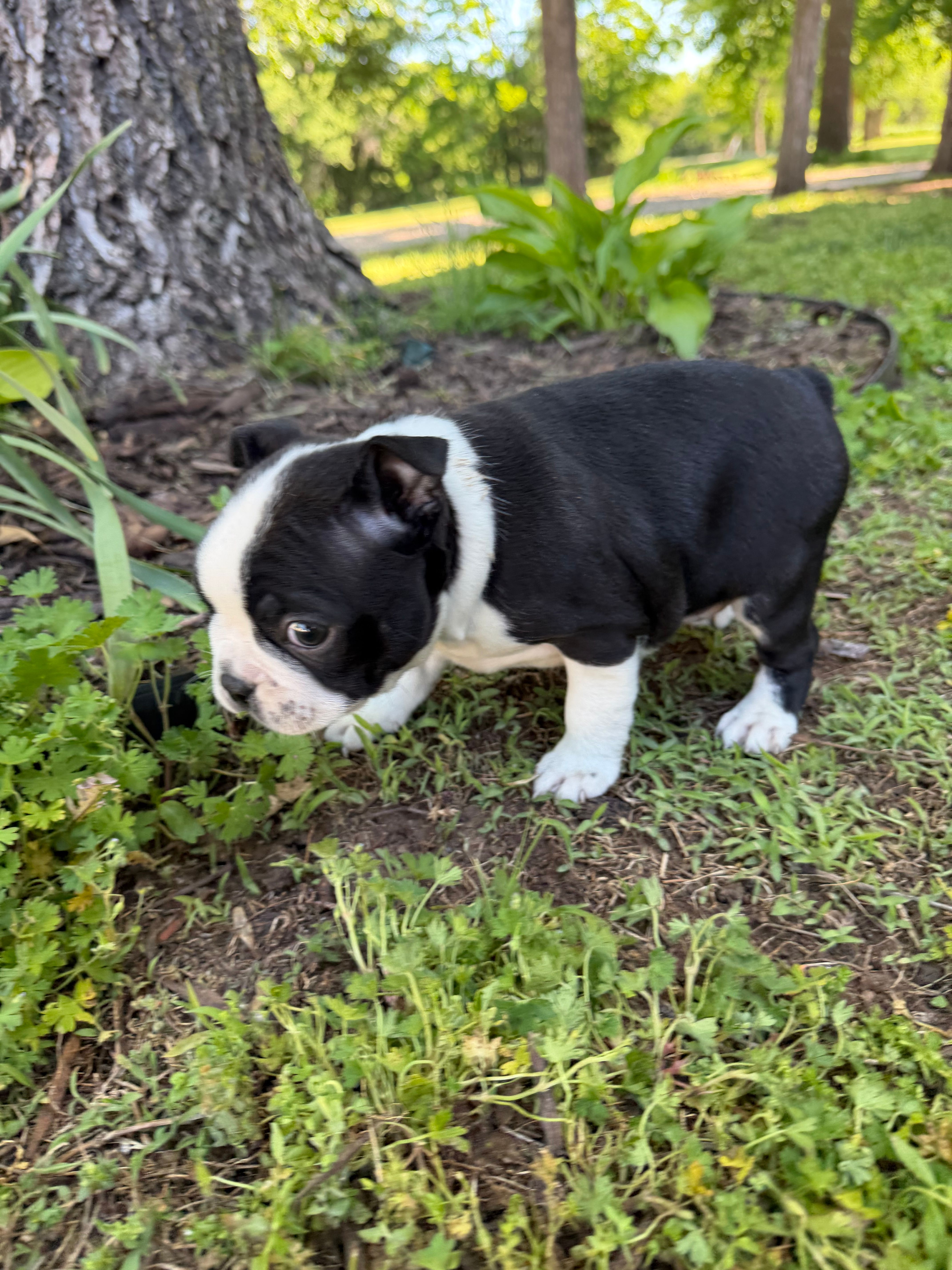 Venus – Boston Terrier puppy for sale in Fredonia, KS
