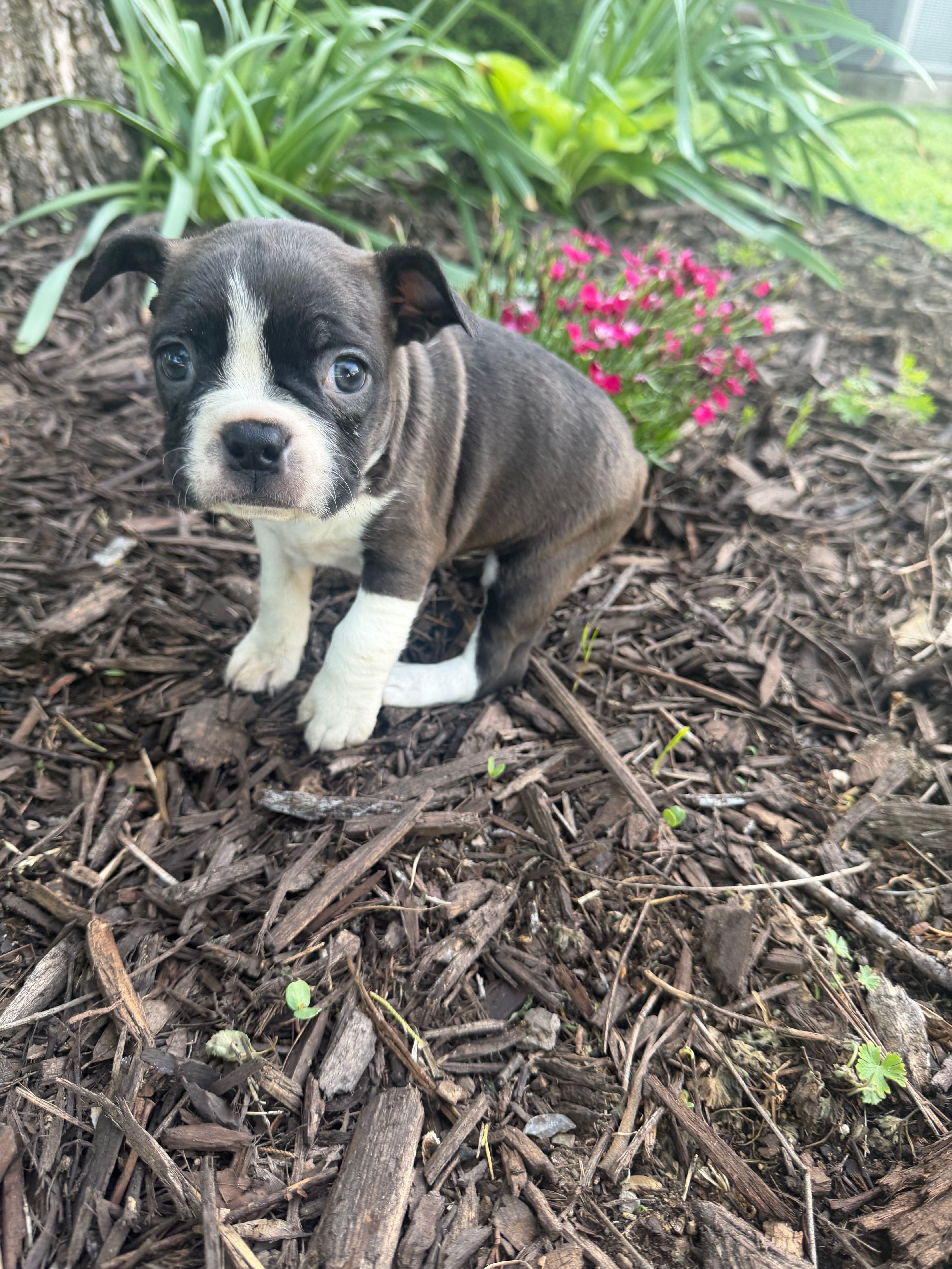 Maizie – Boston Terrier puppy for sale in Fredonia, KS