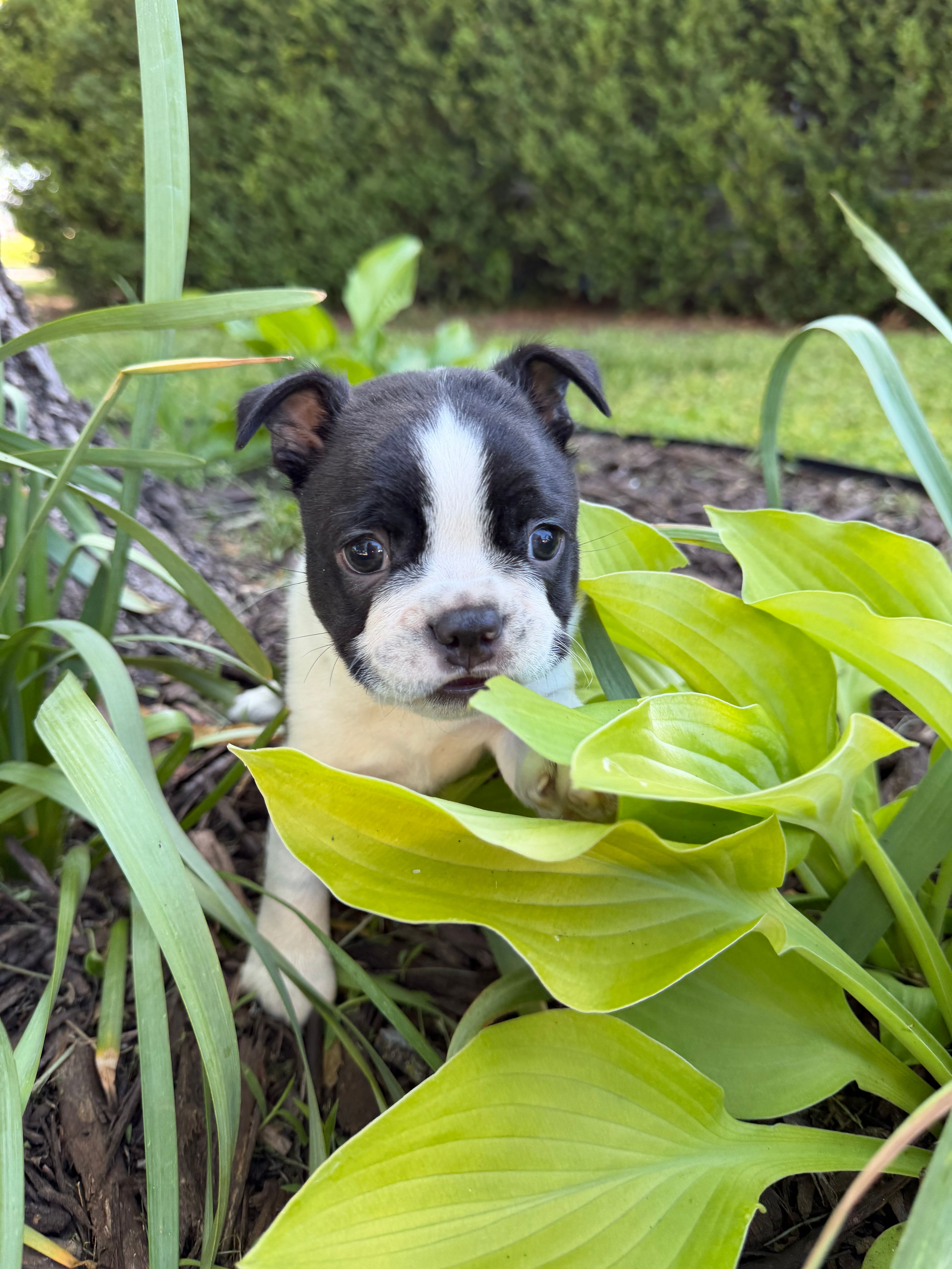 Aurora – Boston Terrier puppy for sale in Fredonia, KS