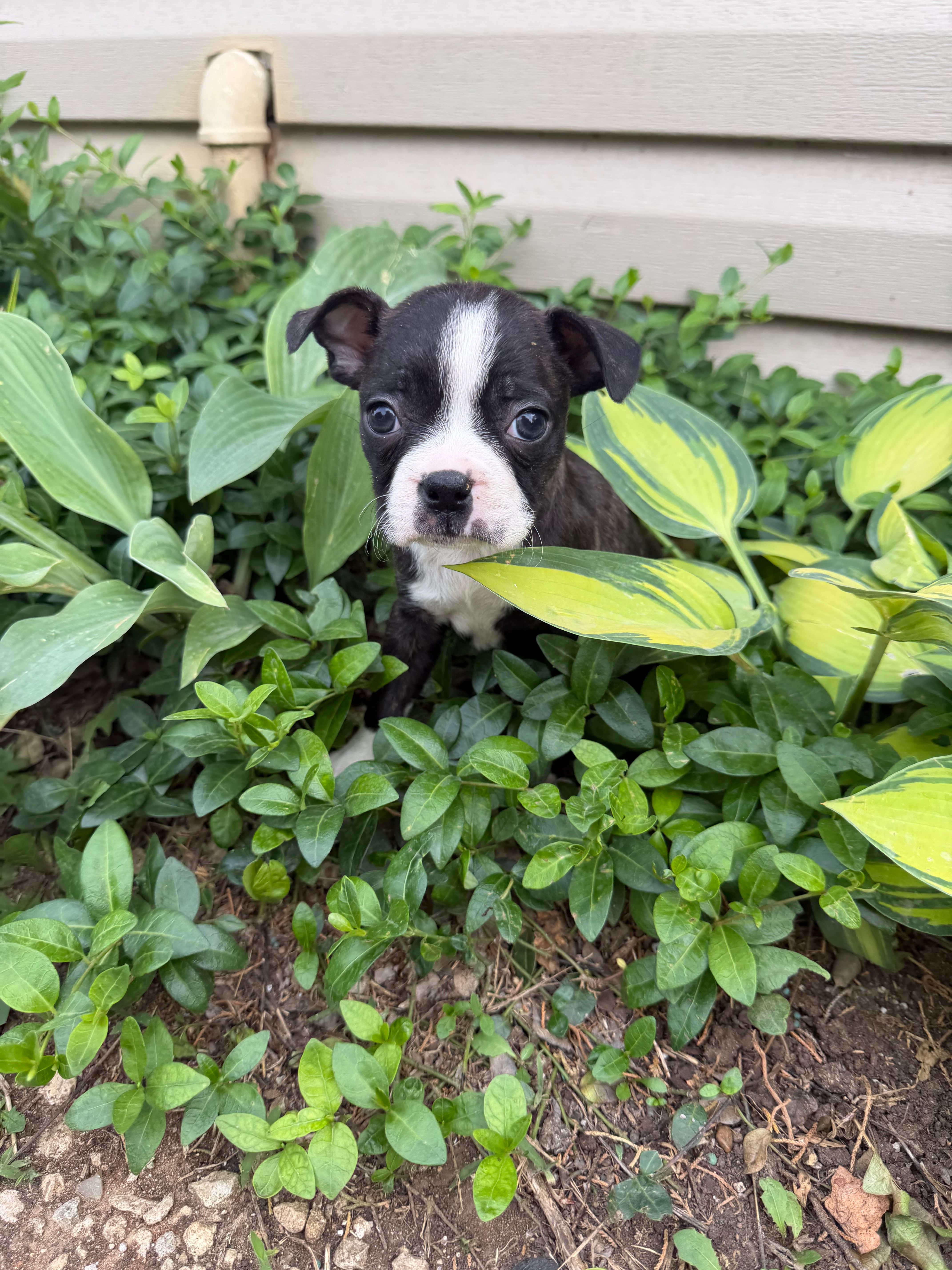 Chanel – Boston Terrier puppy for sale in Fredonia, KS