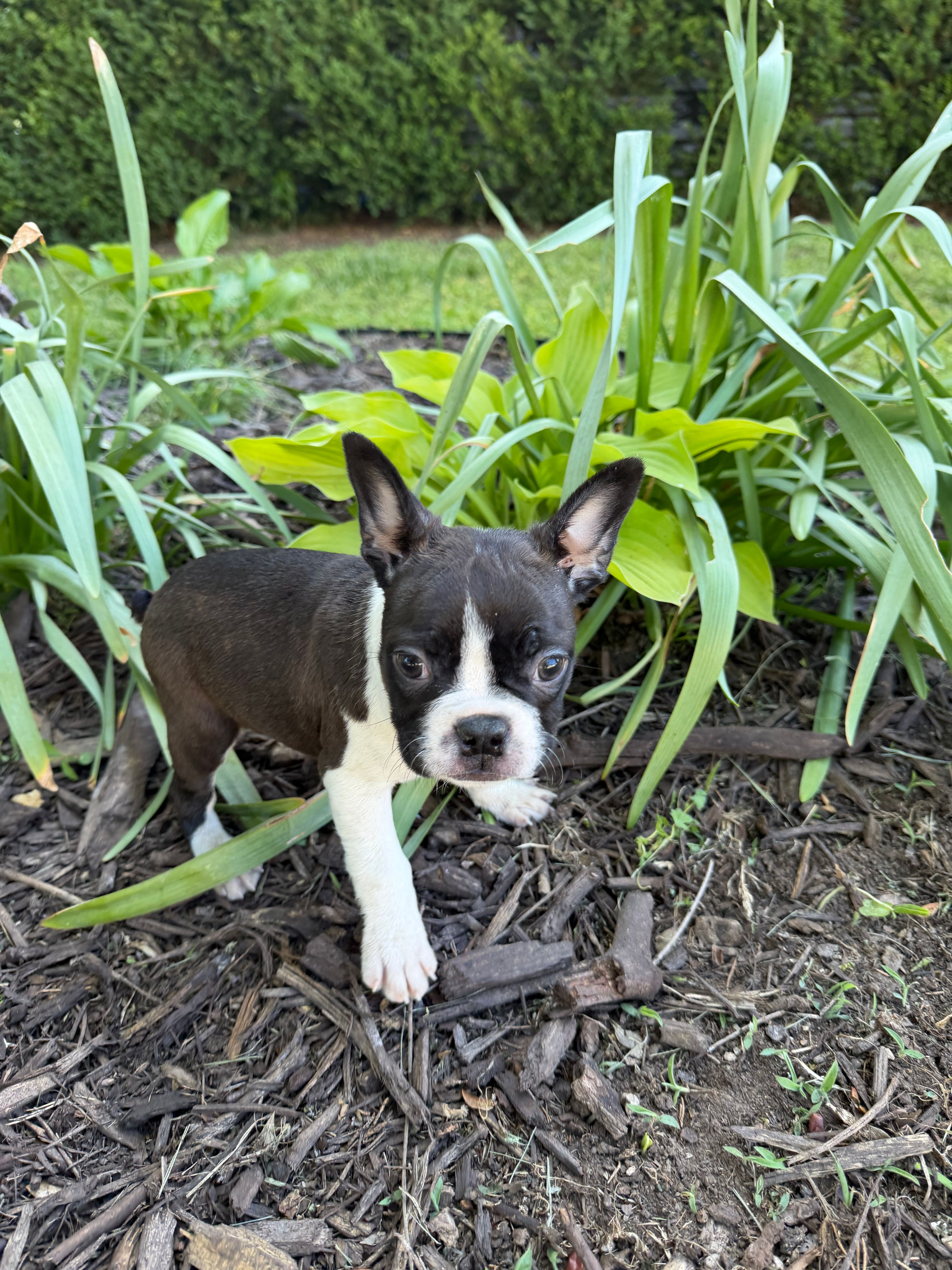 Maizie – Boston Terrier puppy on hold in Fredonia, KS