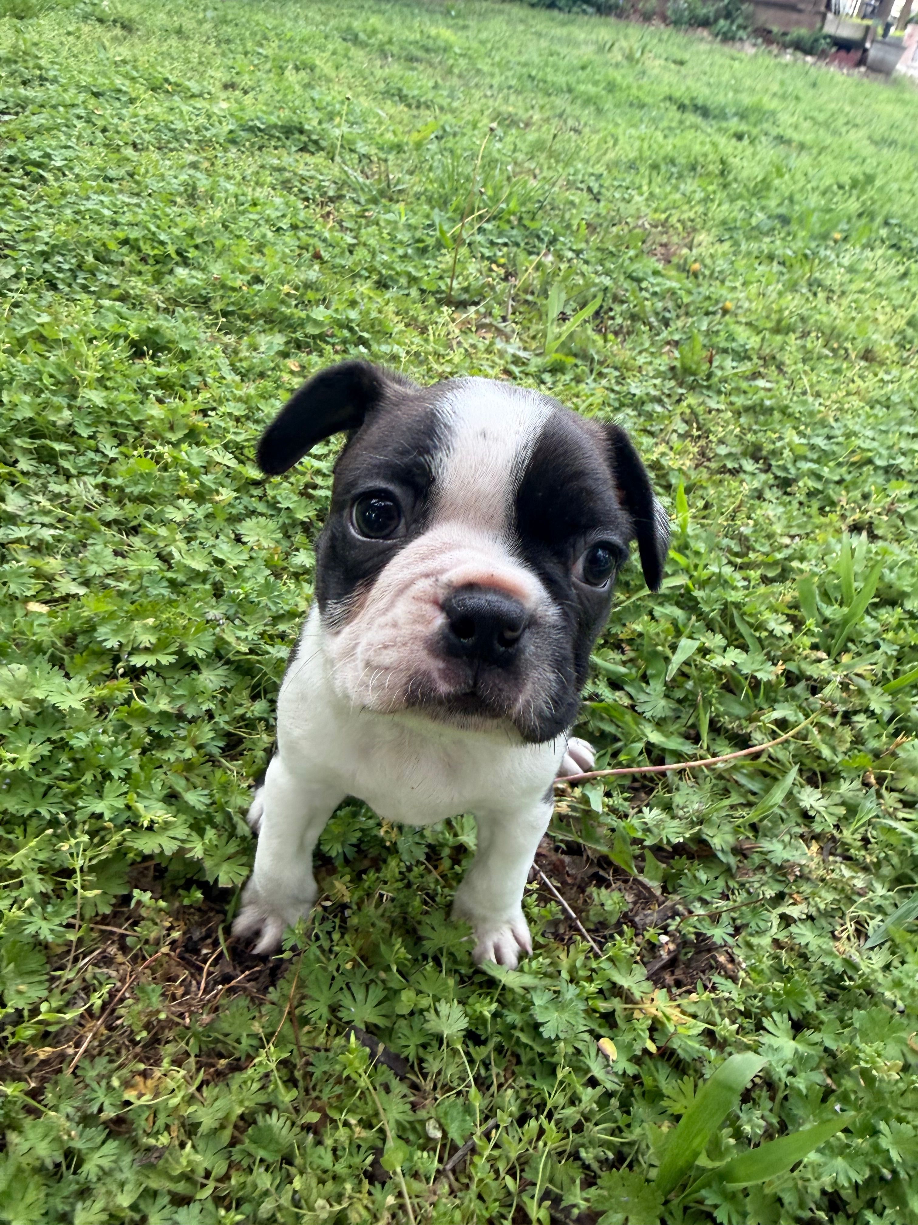 Milo – Boston Terrier puppy for sale in Fredonia, KS