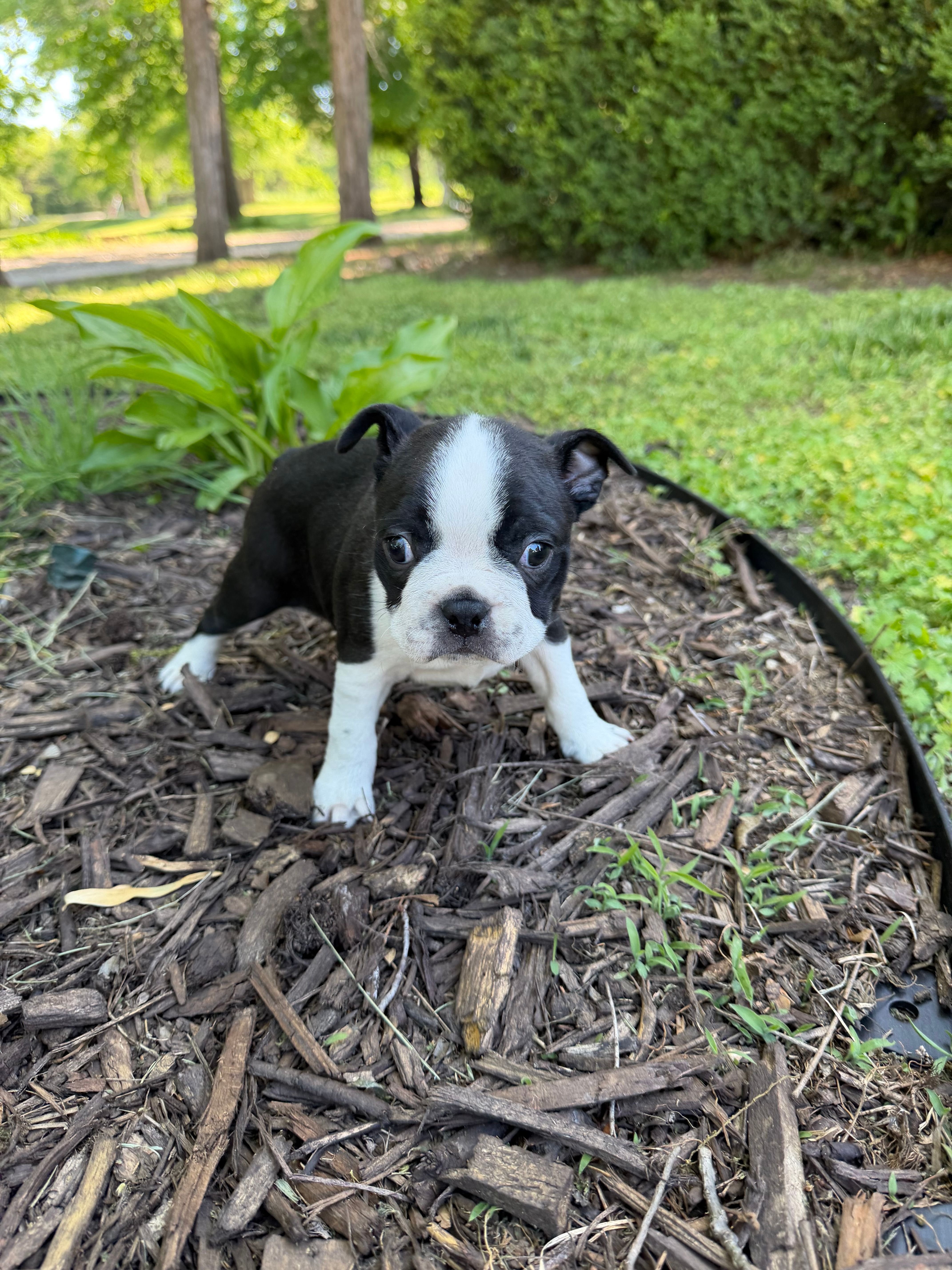 Apollo – Boston Terrier puppy for sale in Fredonia, KS